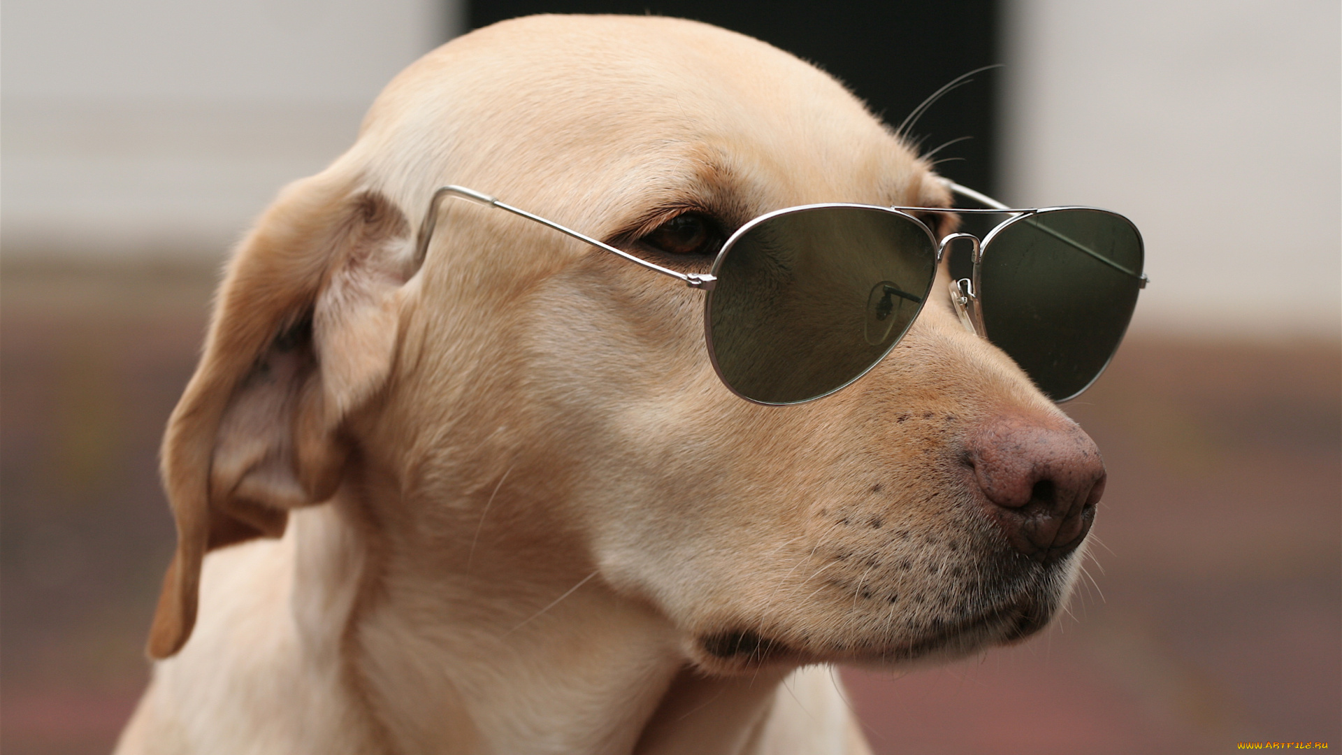животные, собаки, очки