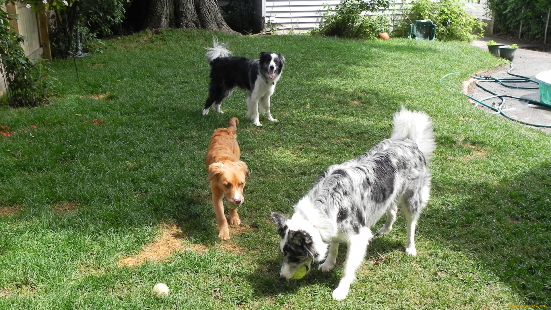 животные, собаки, трава, мяч
