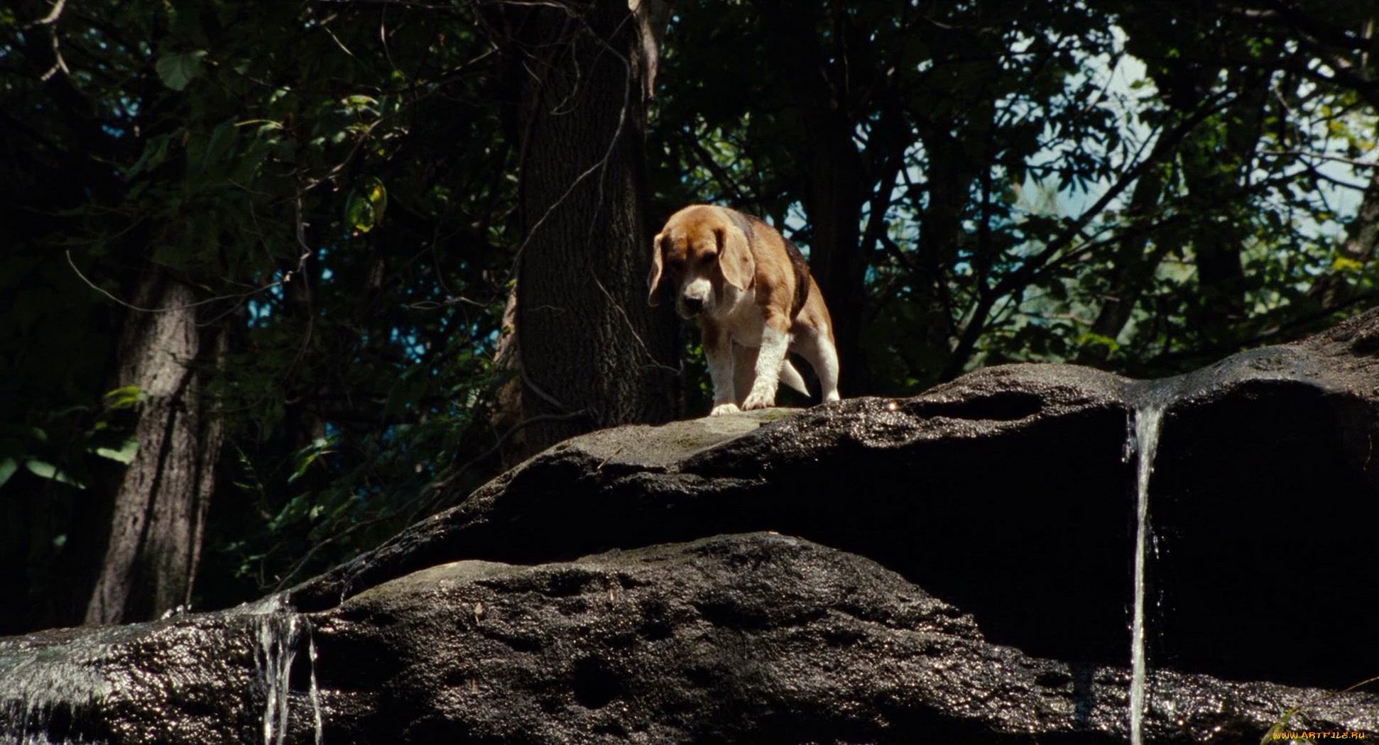 am, number, four, кино, фильмы, утёс, собака