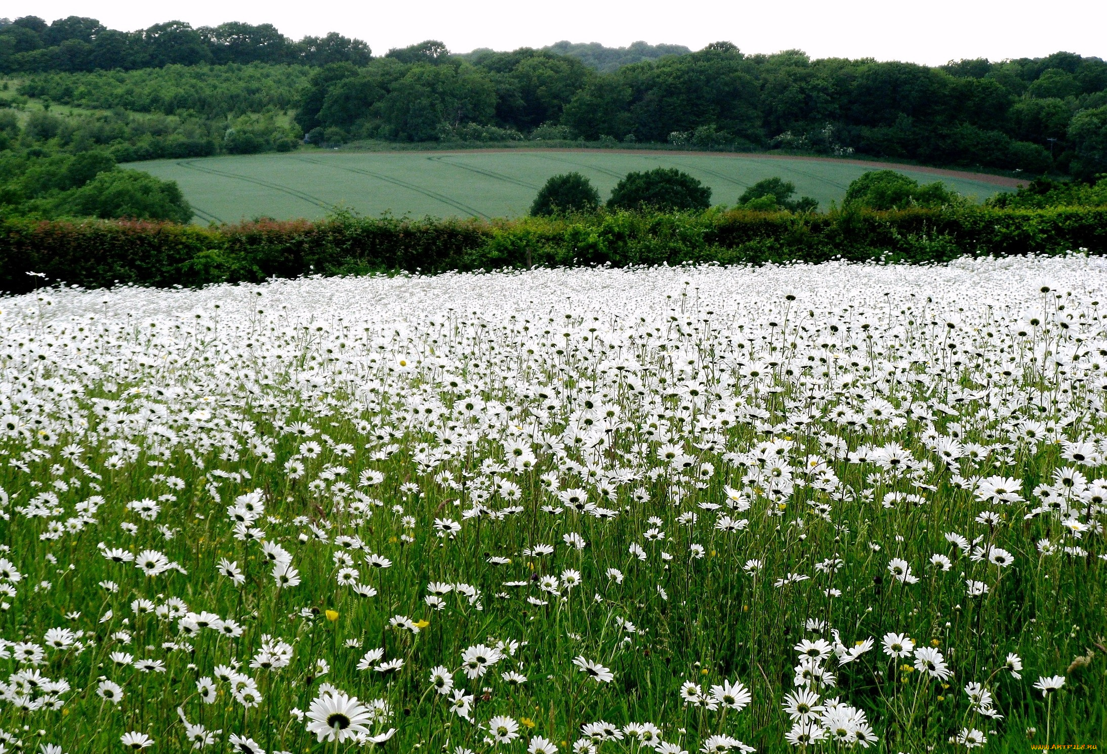 природа, луга, деревья, поля, ромашки