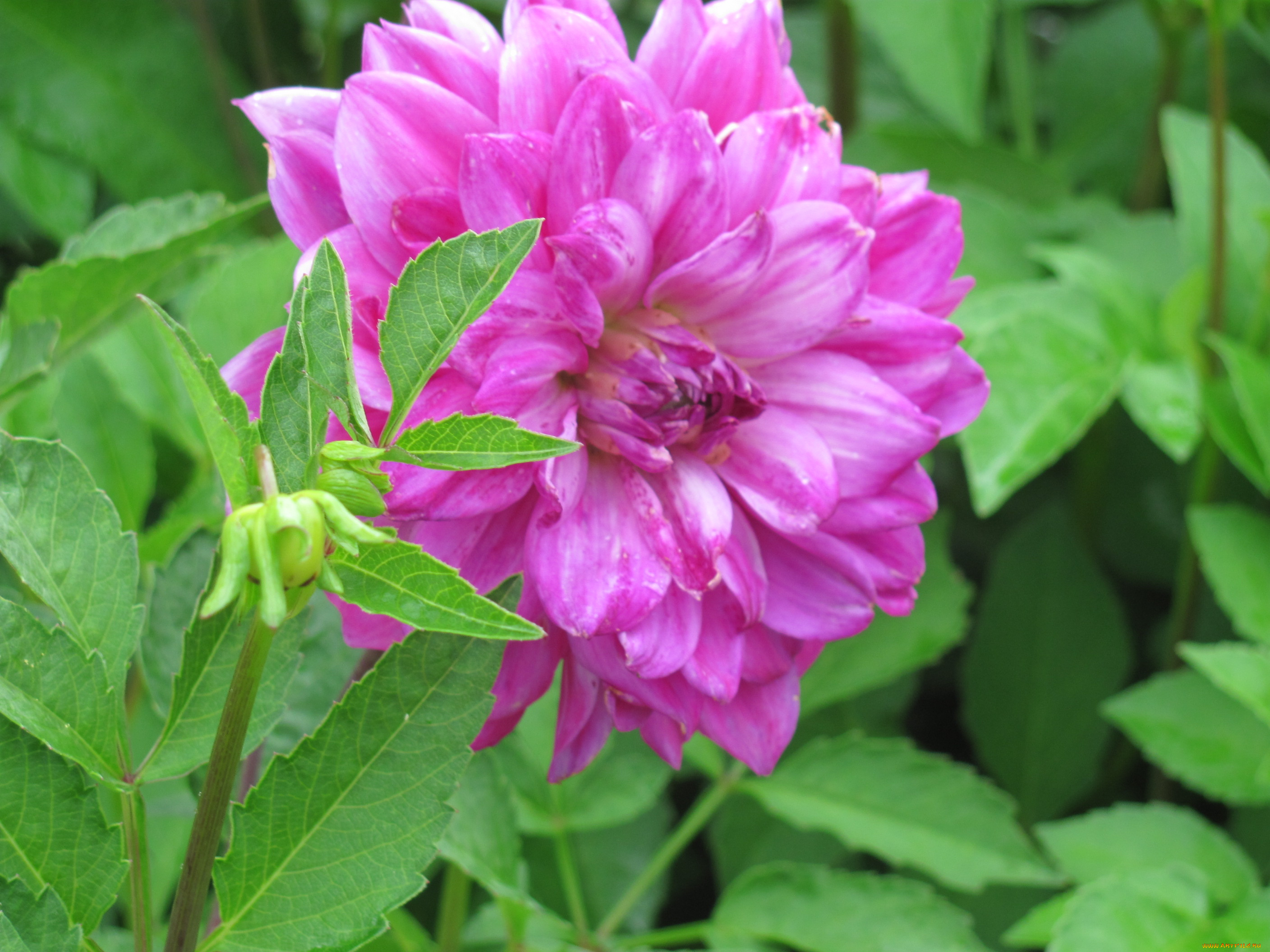 цветы, георгины, сиреневый