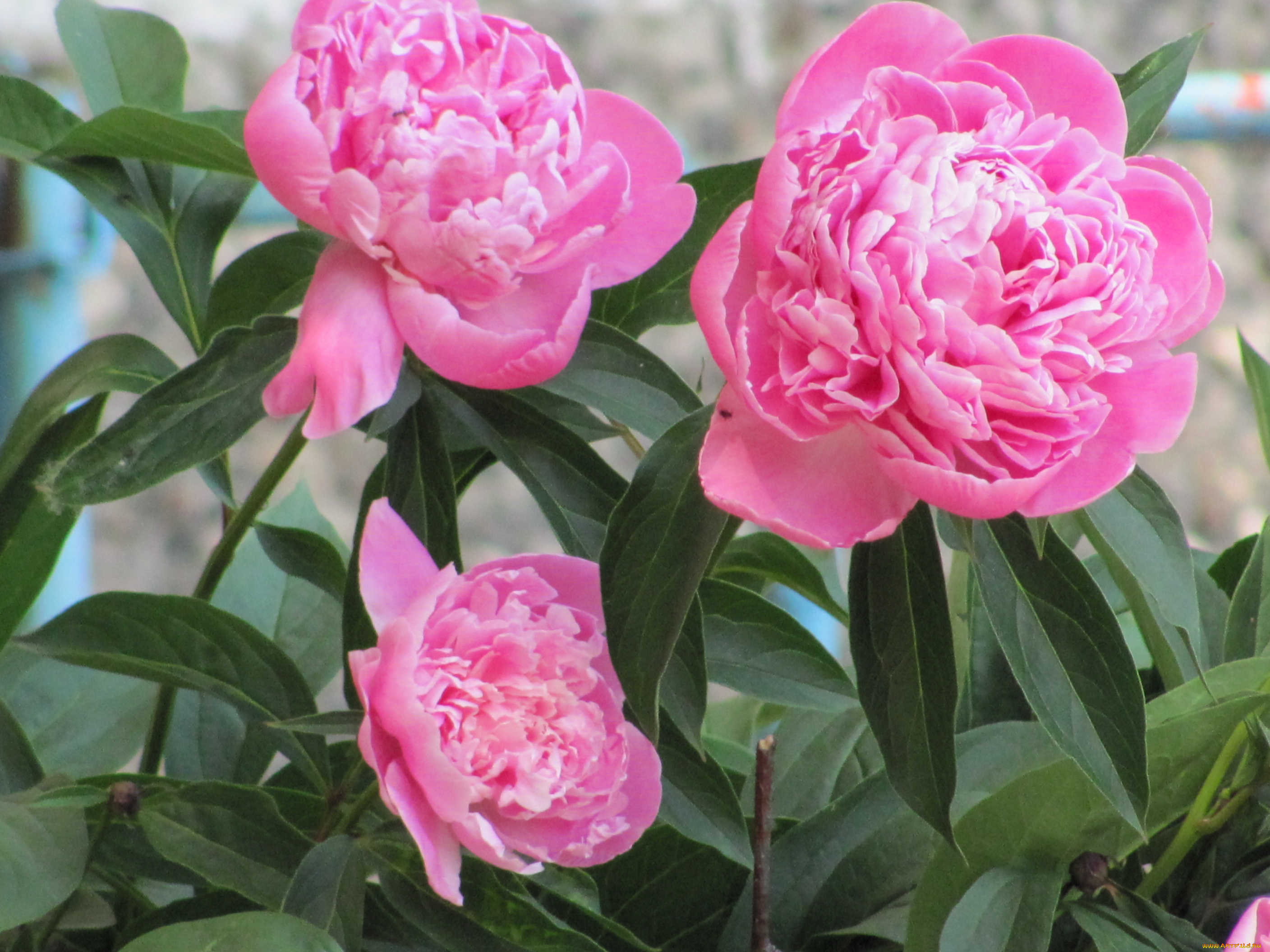 цветы, пионы, розовый