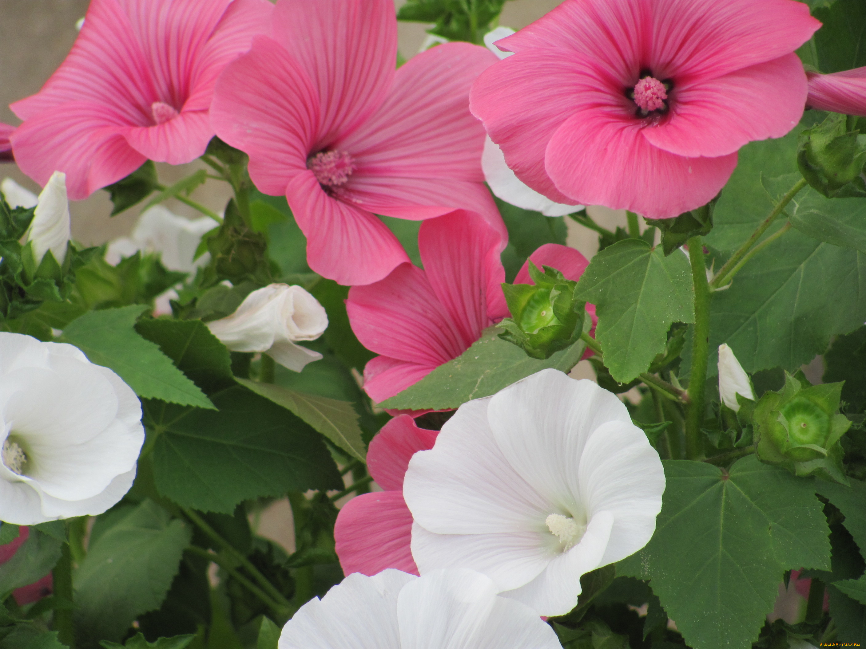 лаватера, цветы, белый, розовый, зеленый