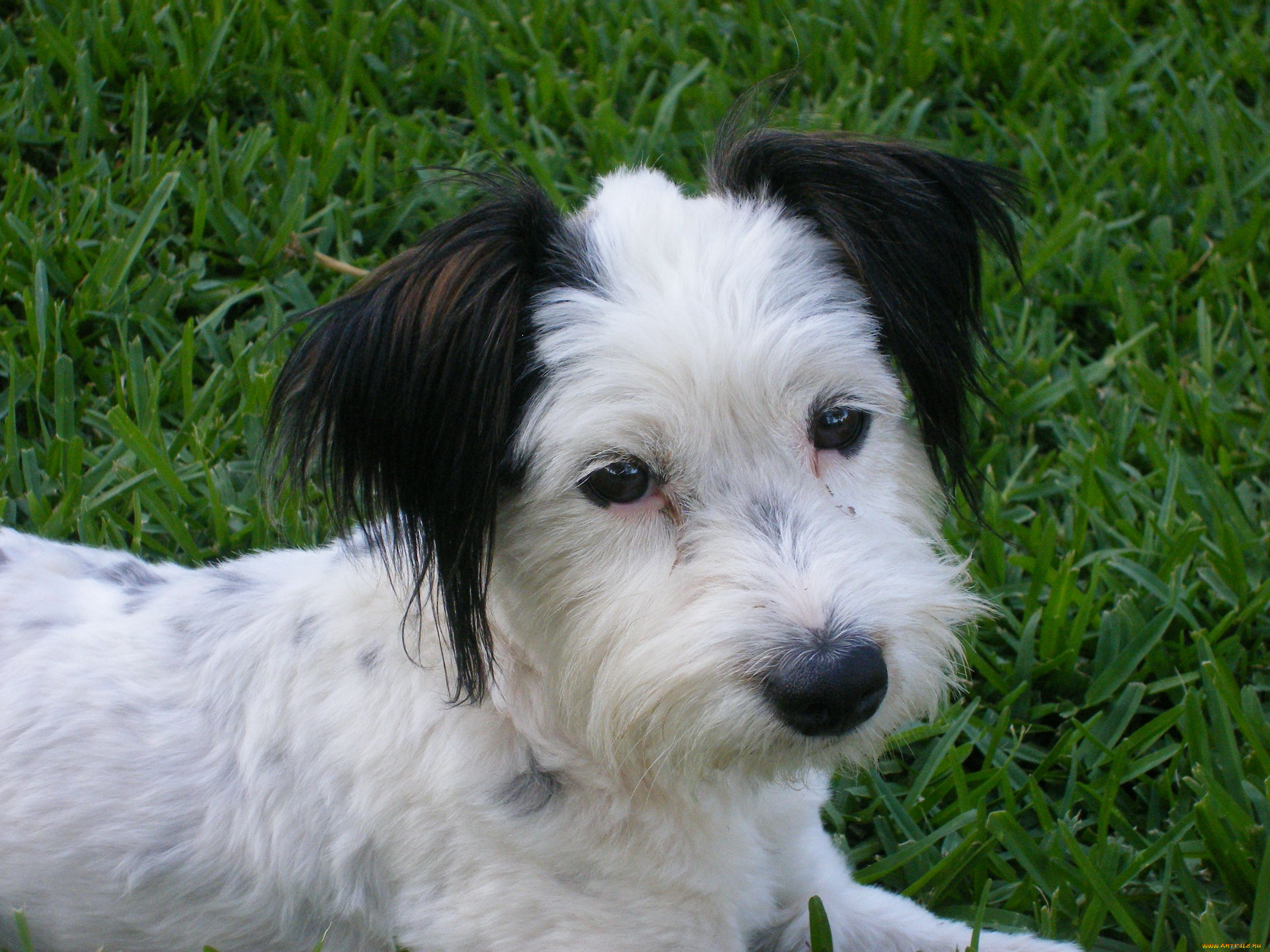 животные, собаки, черное, ухо