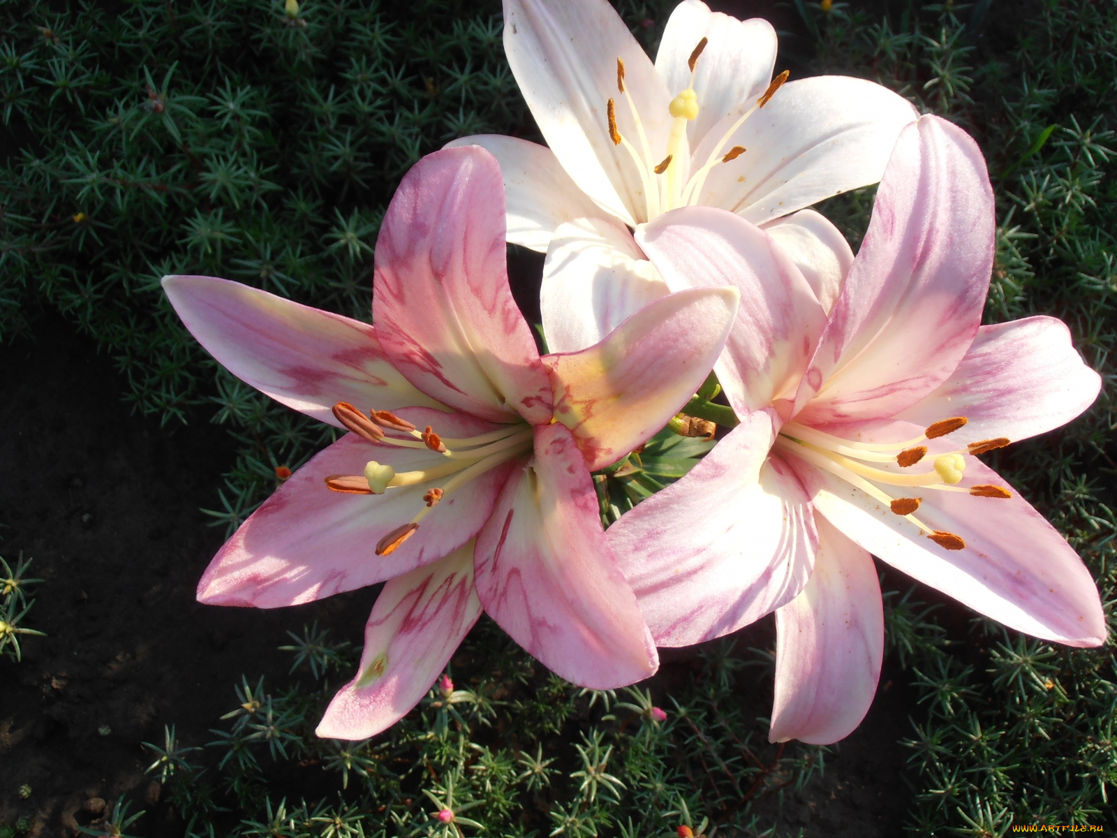 цветы, лилии, лилейники, розовый