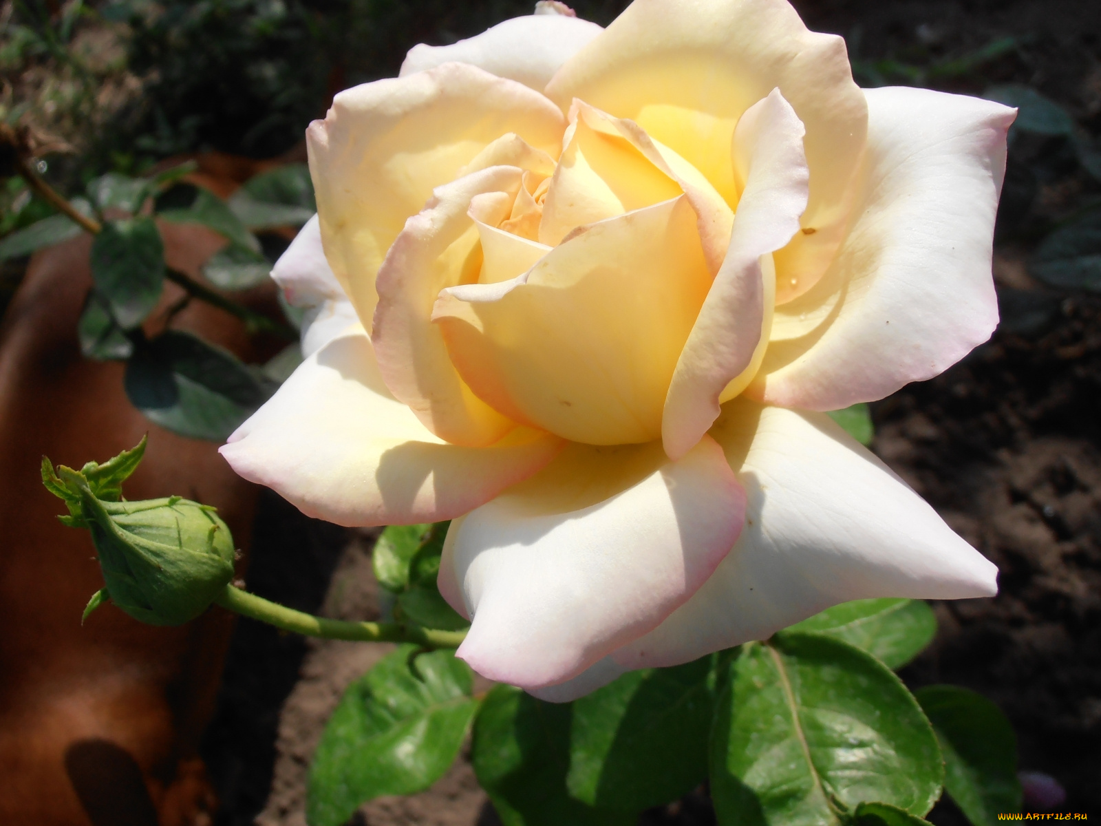 цветы, розы, кремовый