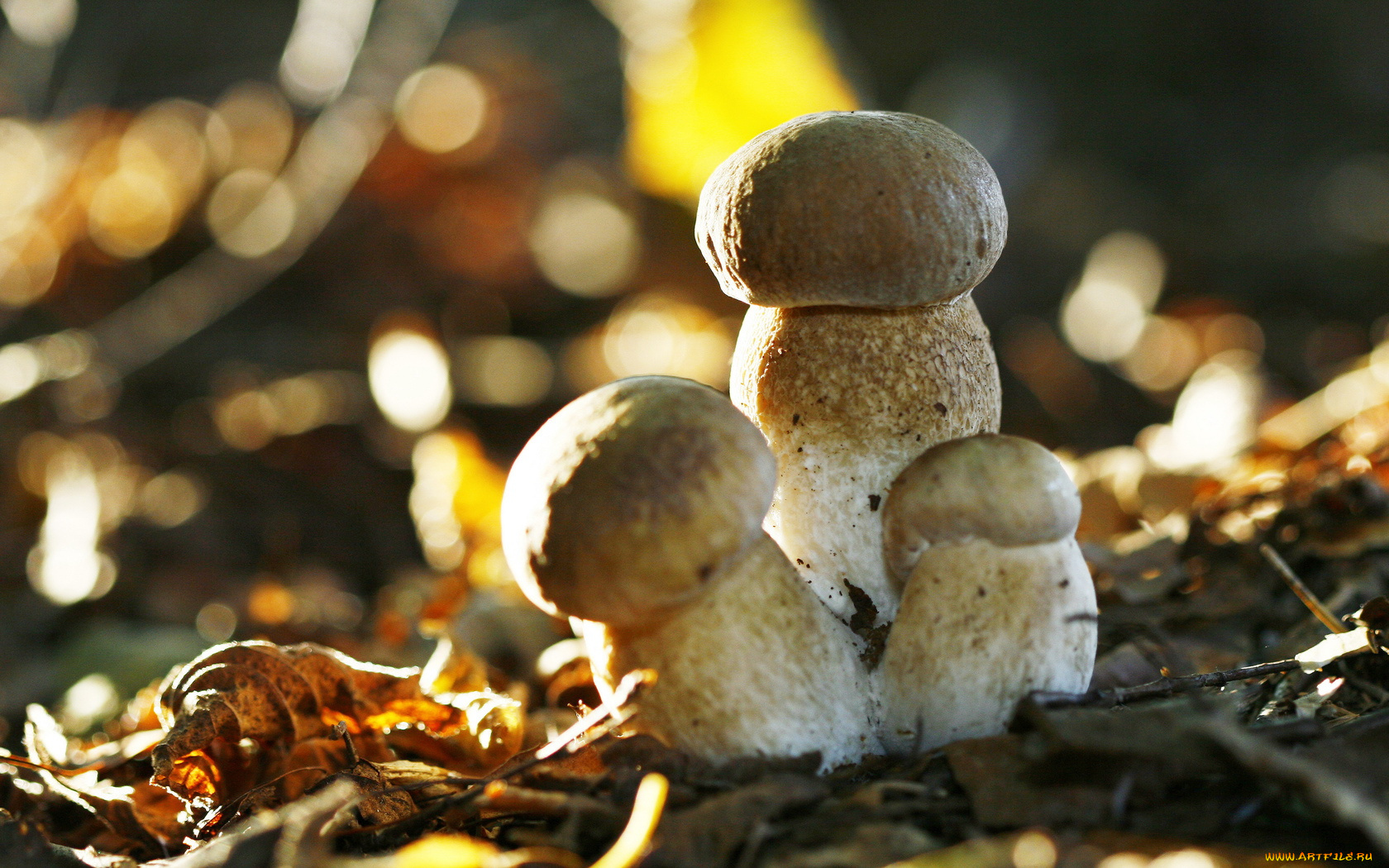природа, грибы