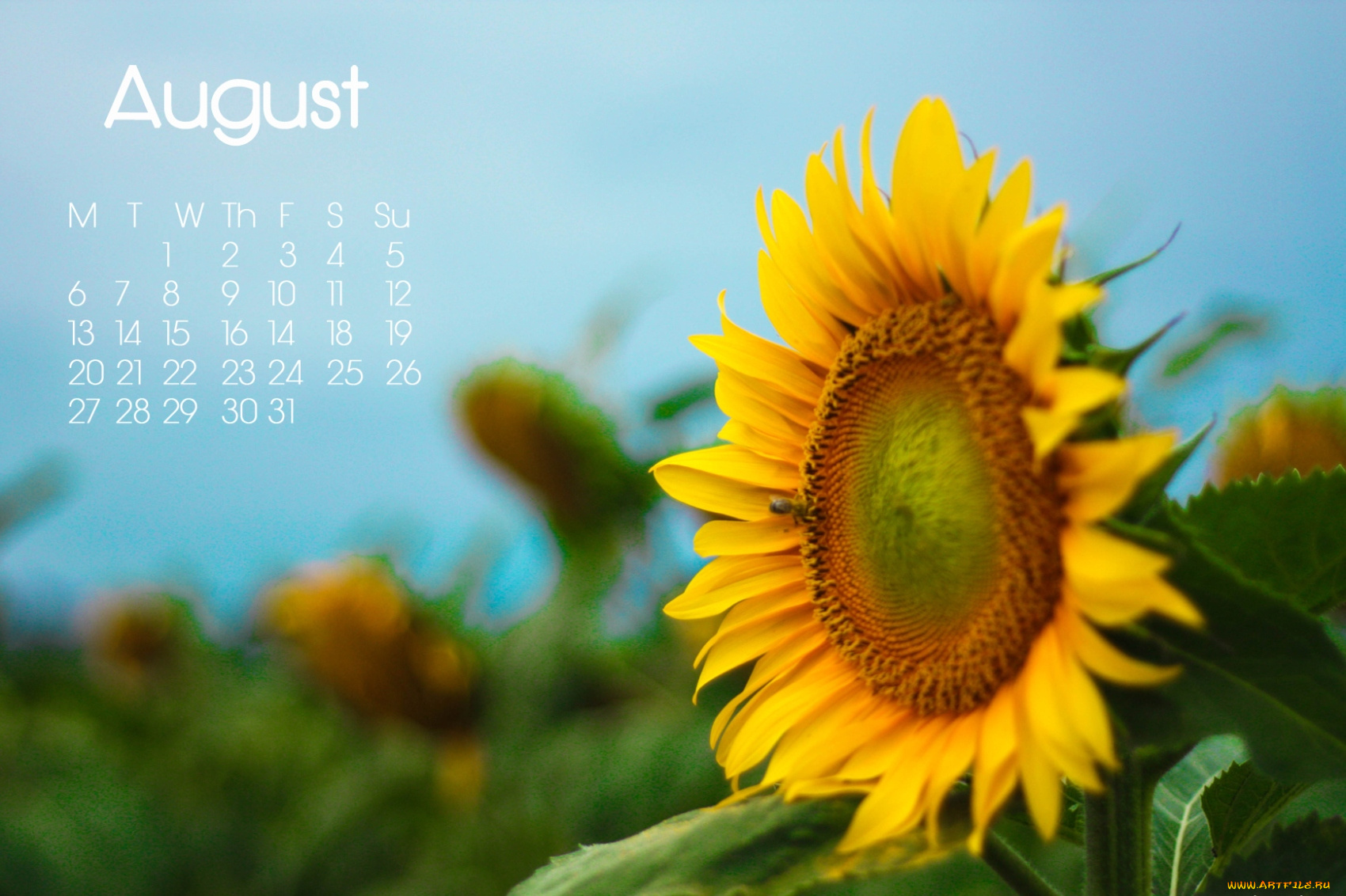 календари, цветы, подсолнух