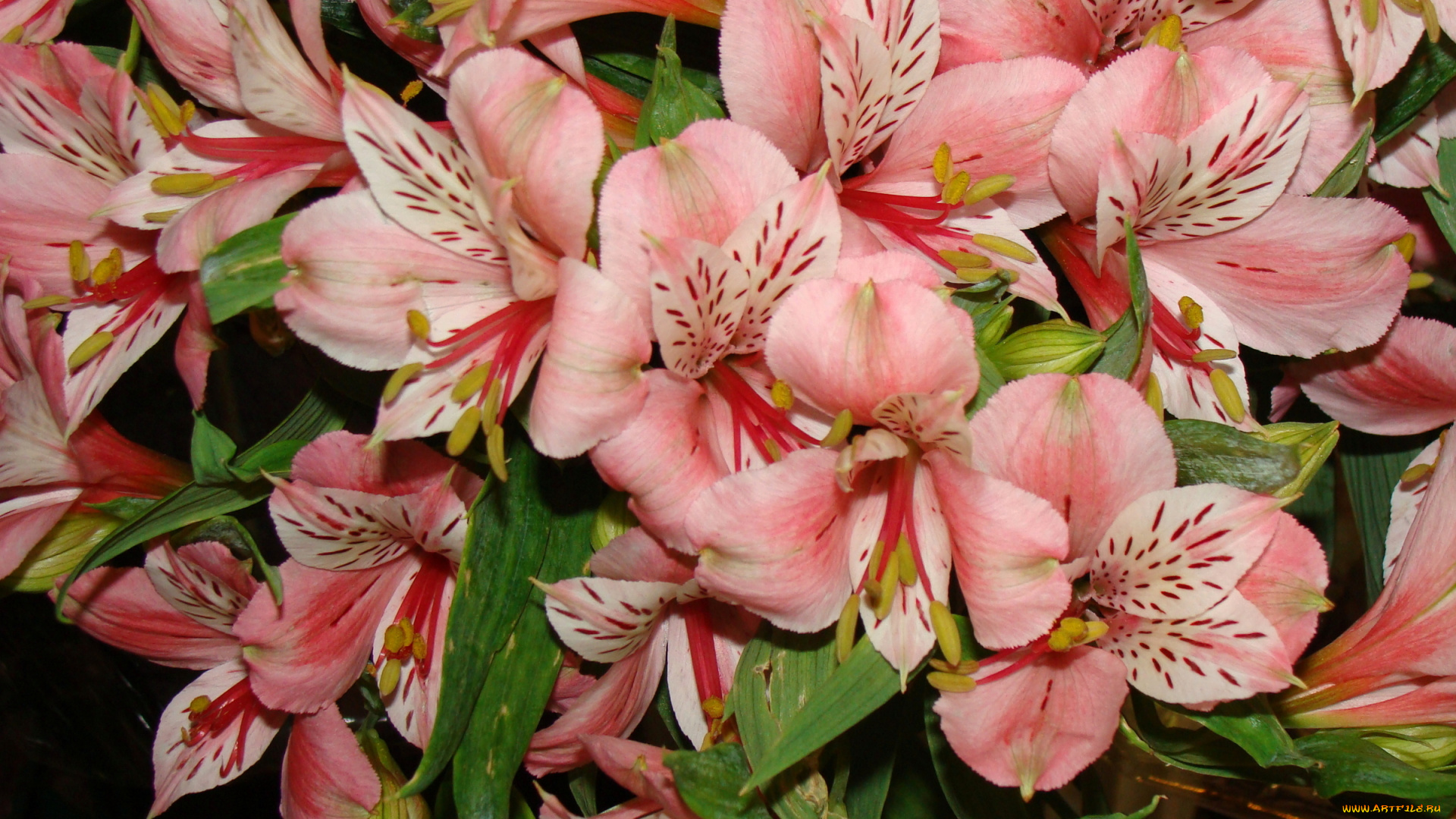 цветы, альстромерия, розовый
