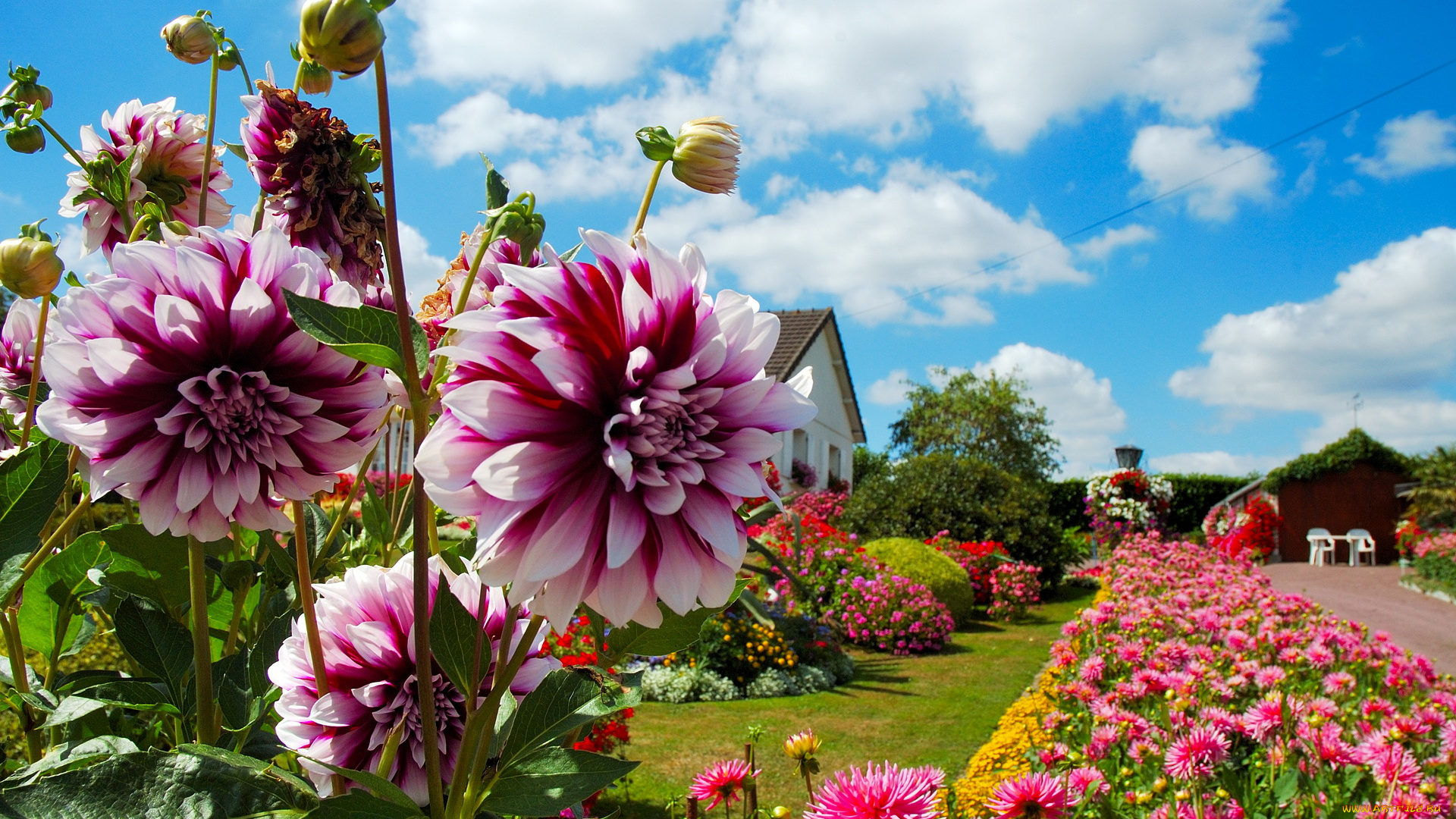 цветы, георгины, сад