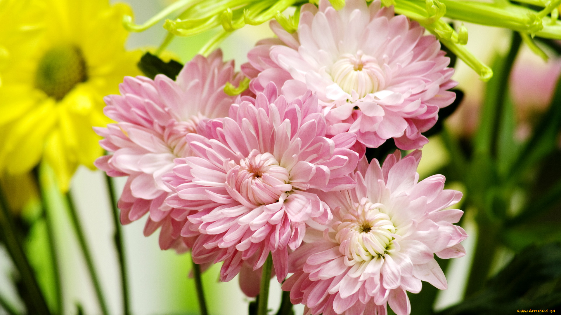 цветы, хризантемы