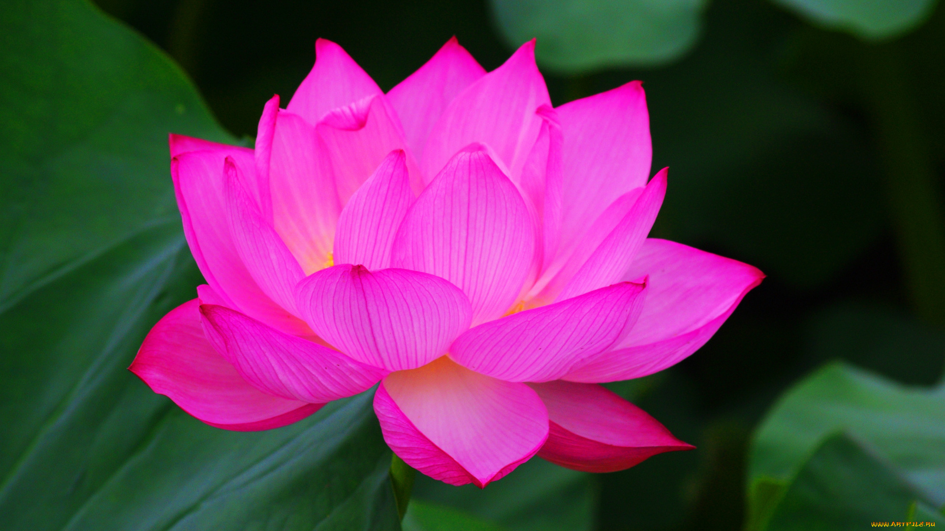 цветы, лотосы, лотос