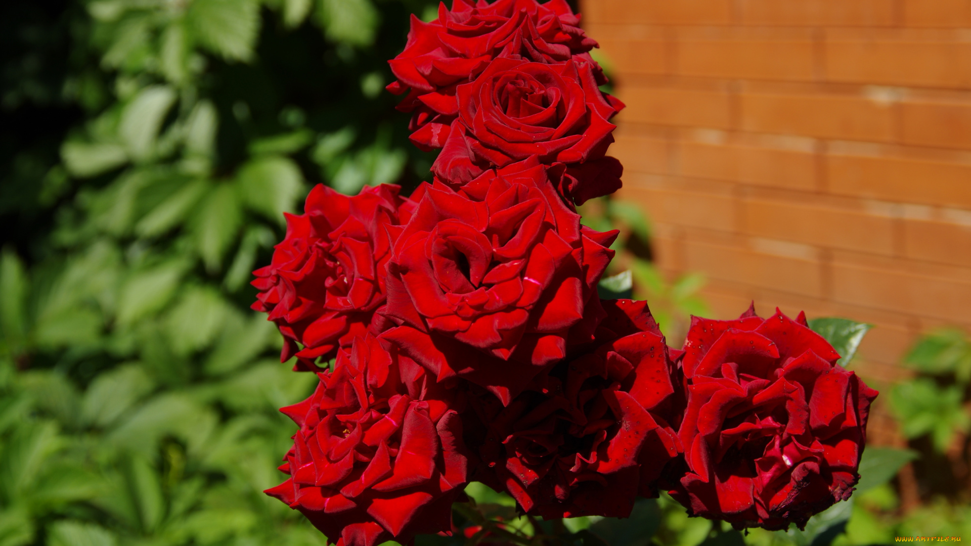 цветы, розы, красный