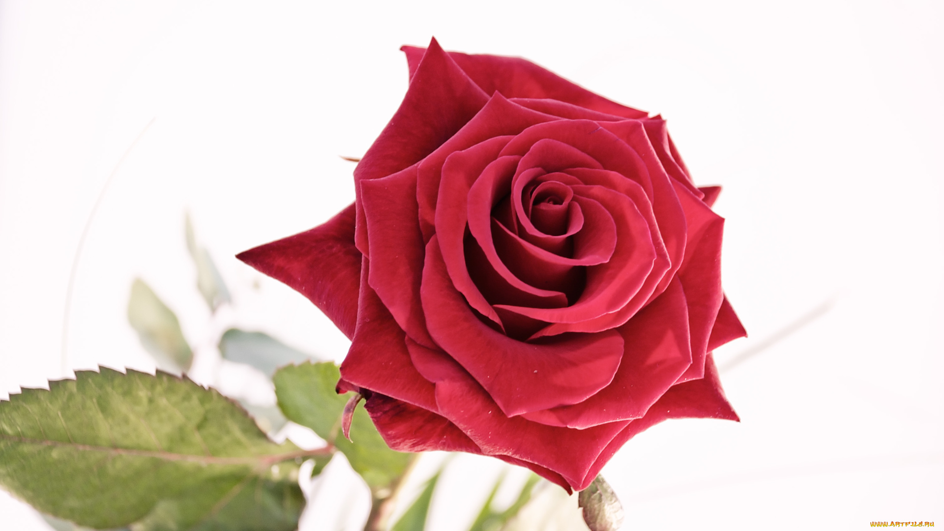 цветы, розы, роза