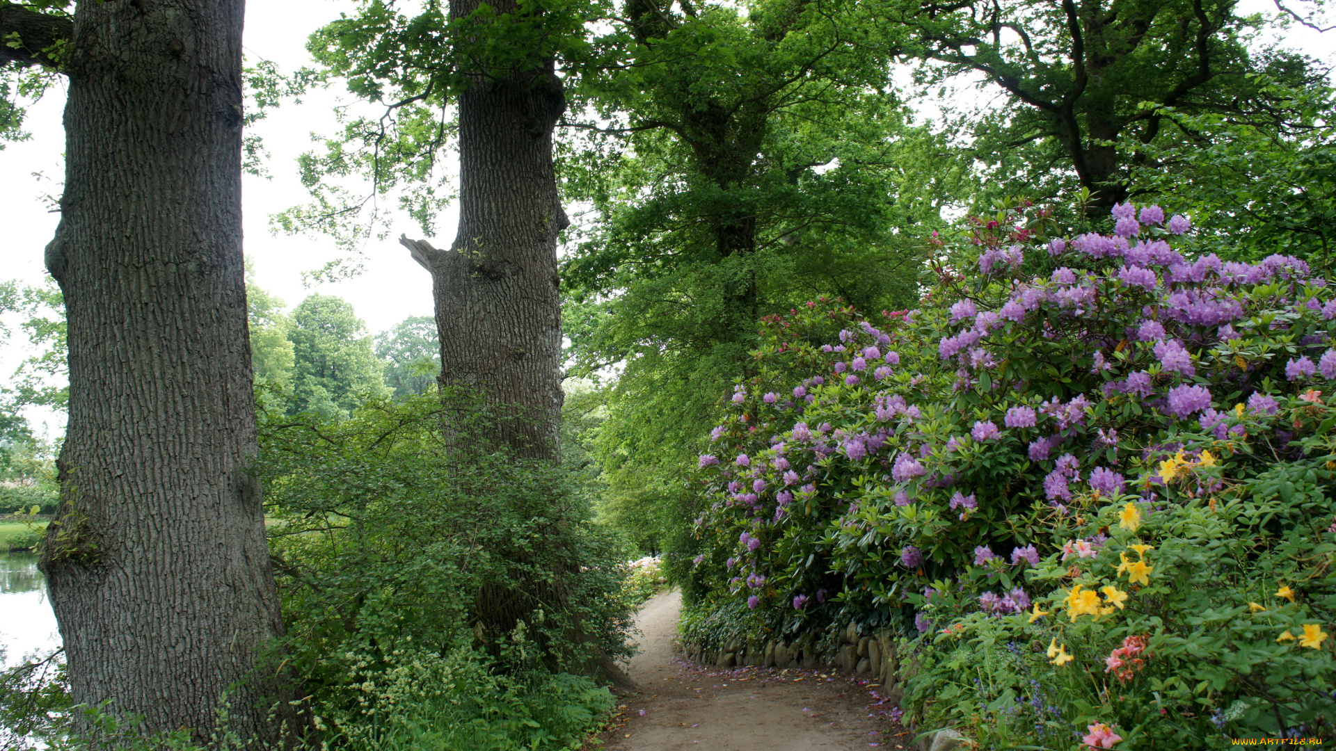 дания, grаsten, природа, парк, дорожка, родендроны