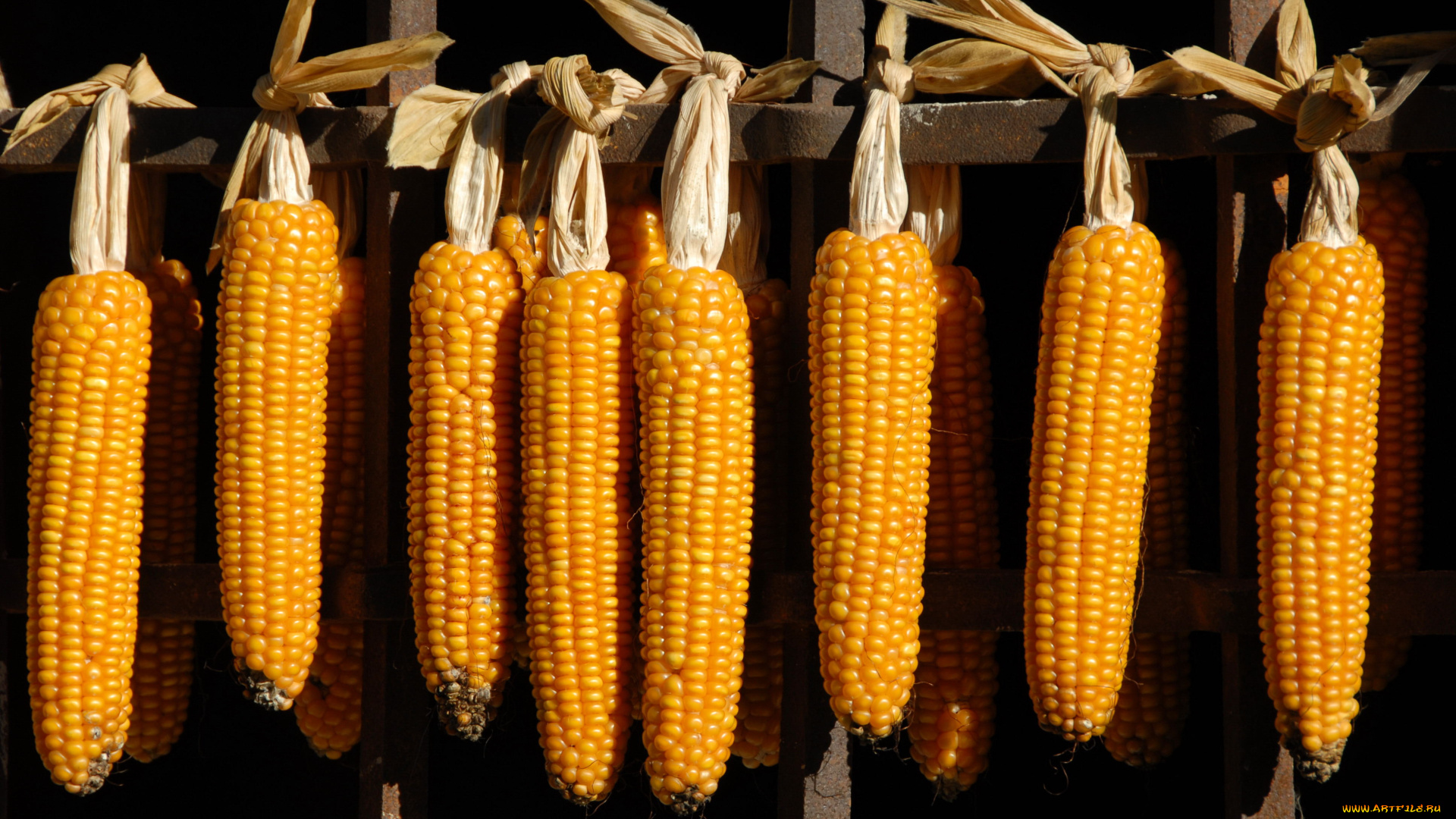 еда, кукуруза
