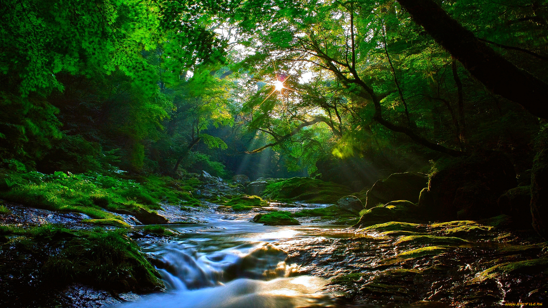 forest, sunburst, природа, лес, ручей, деревья, солнечный, свет