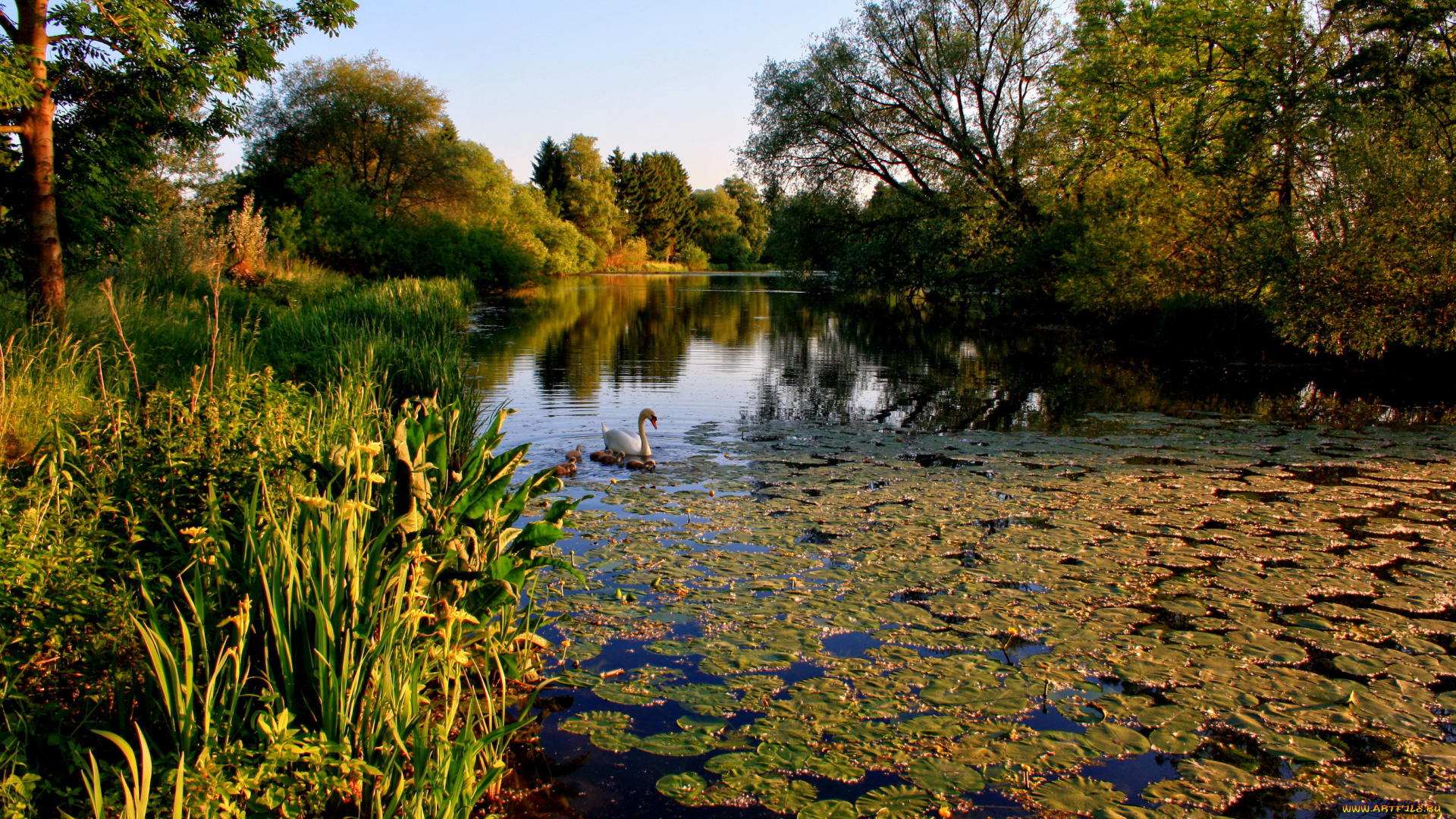 германия, эрбах, животные, лебеди, кувшинки, лебедь, река