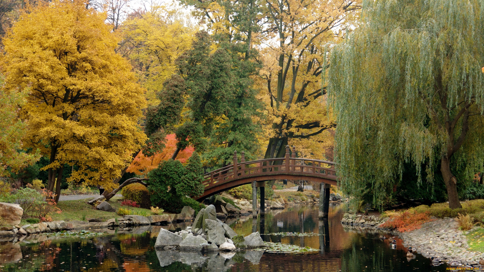 japanese, garden, wroclaw, польша, природа, парк, пруд, растения