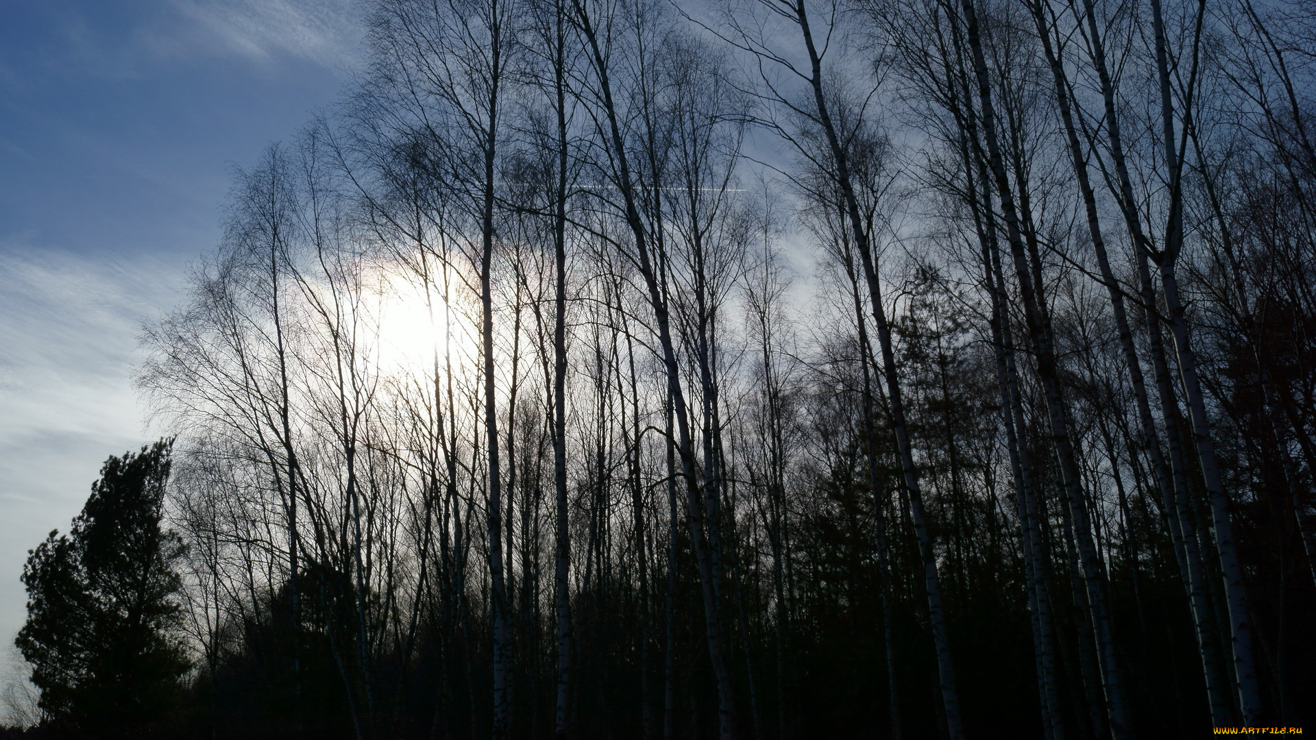 природа, деревья, вечер