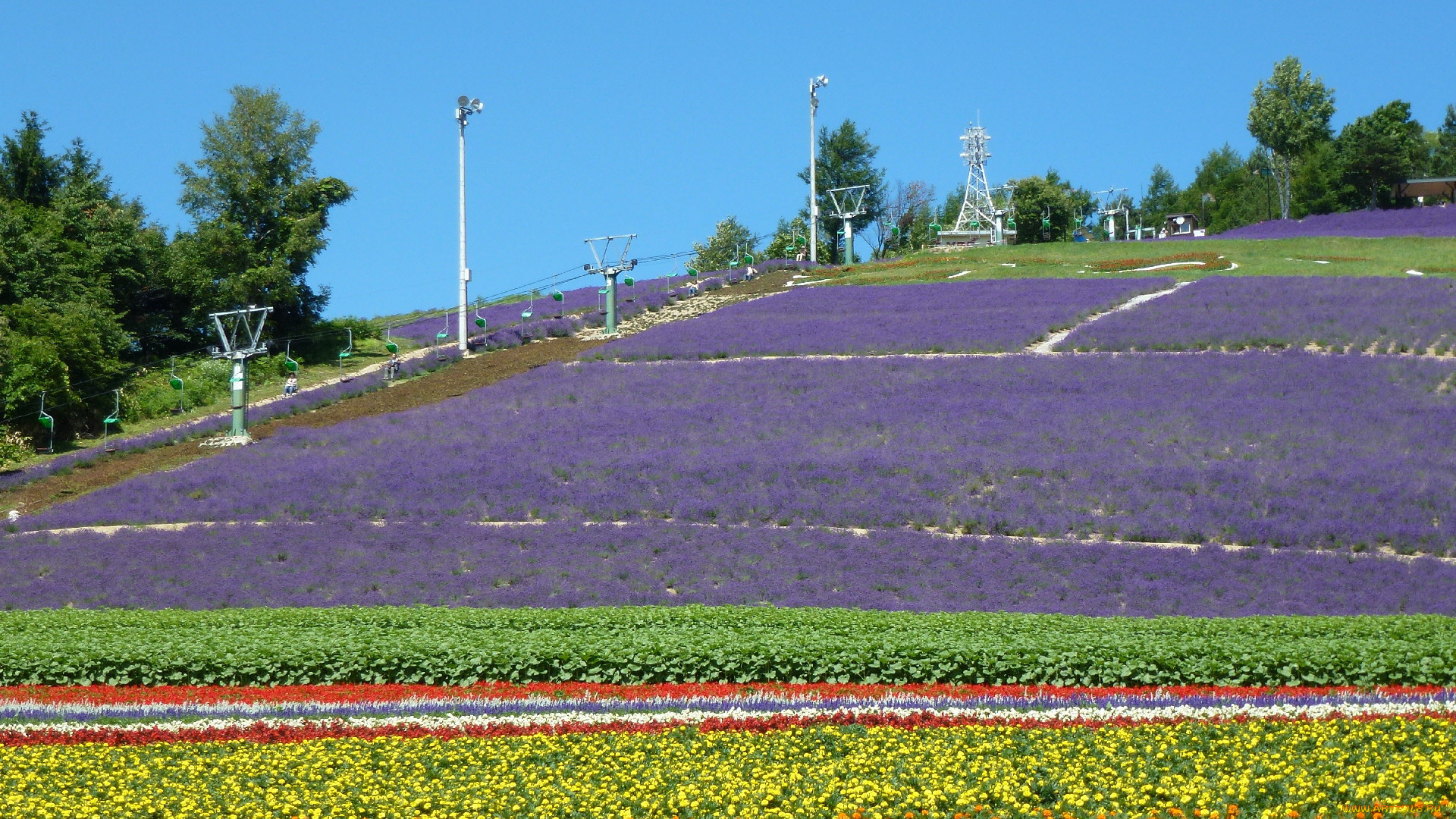 природа, поля, цветы, поле