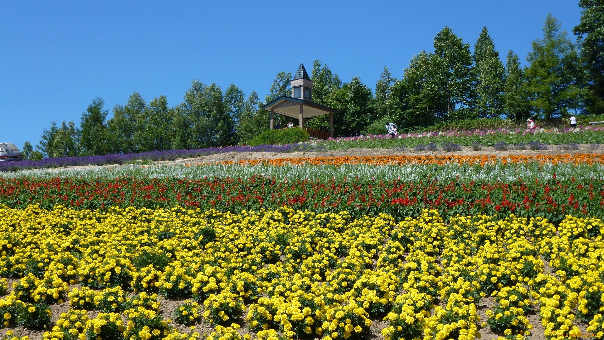 природа, поля, цветы, поле