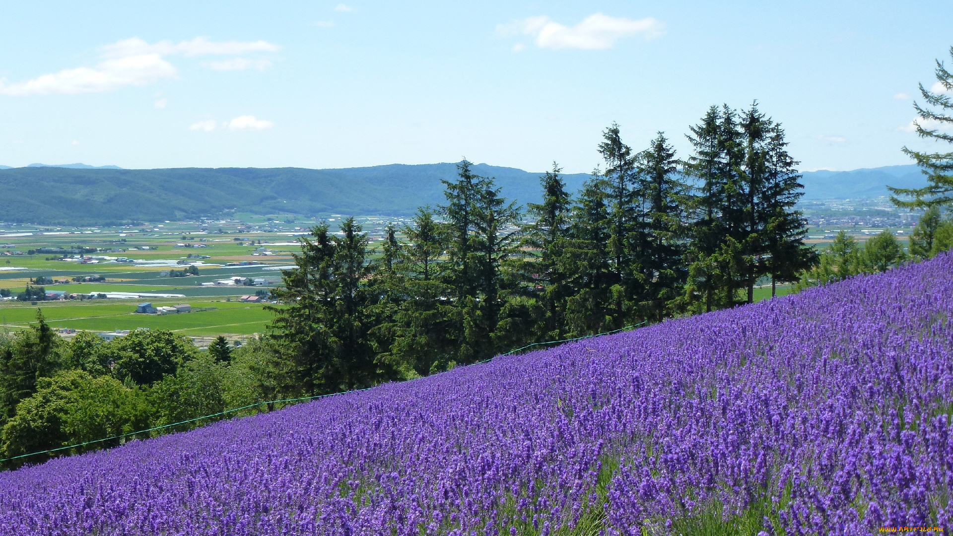 природа, поля, цветы, поле