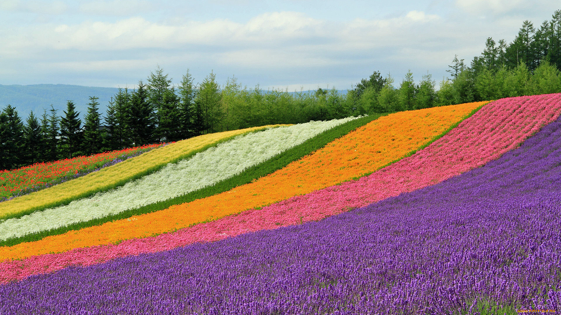 природа, поля, цветы, поле