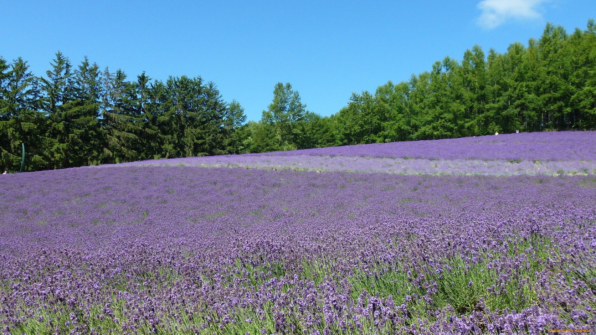 природа, поля, цветы, поле