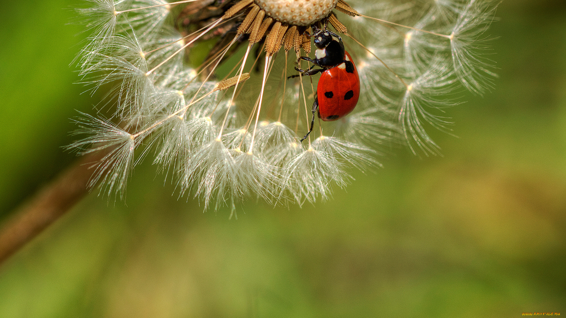 животные, божьи, коровки, одуванчик