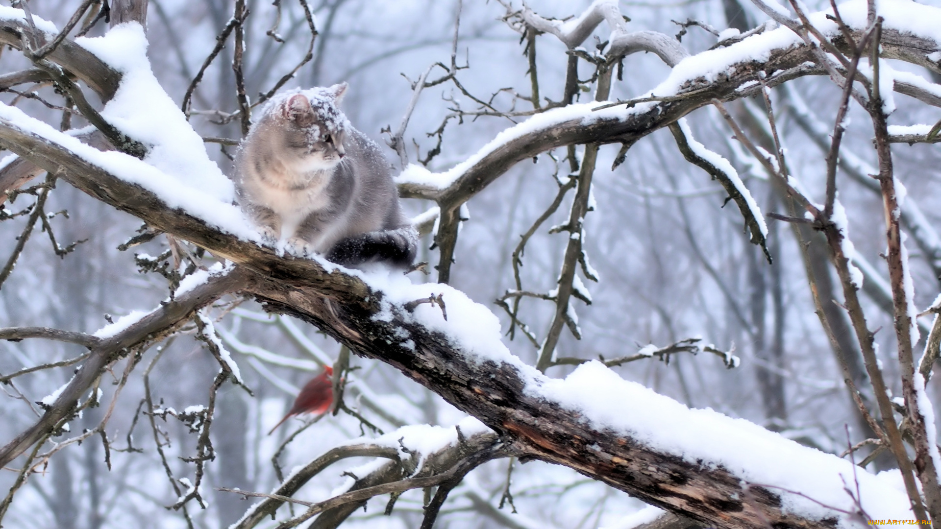 животные, коты, котэ, снег, дерево, зима