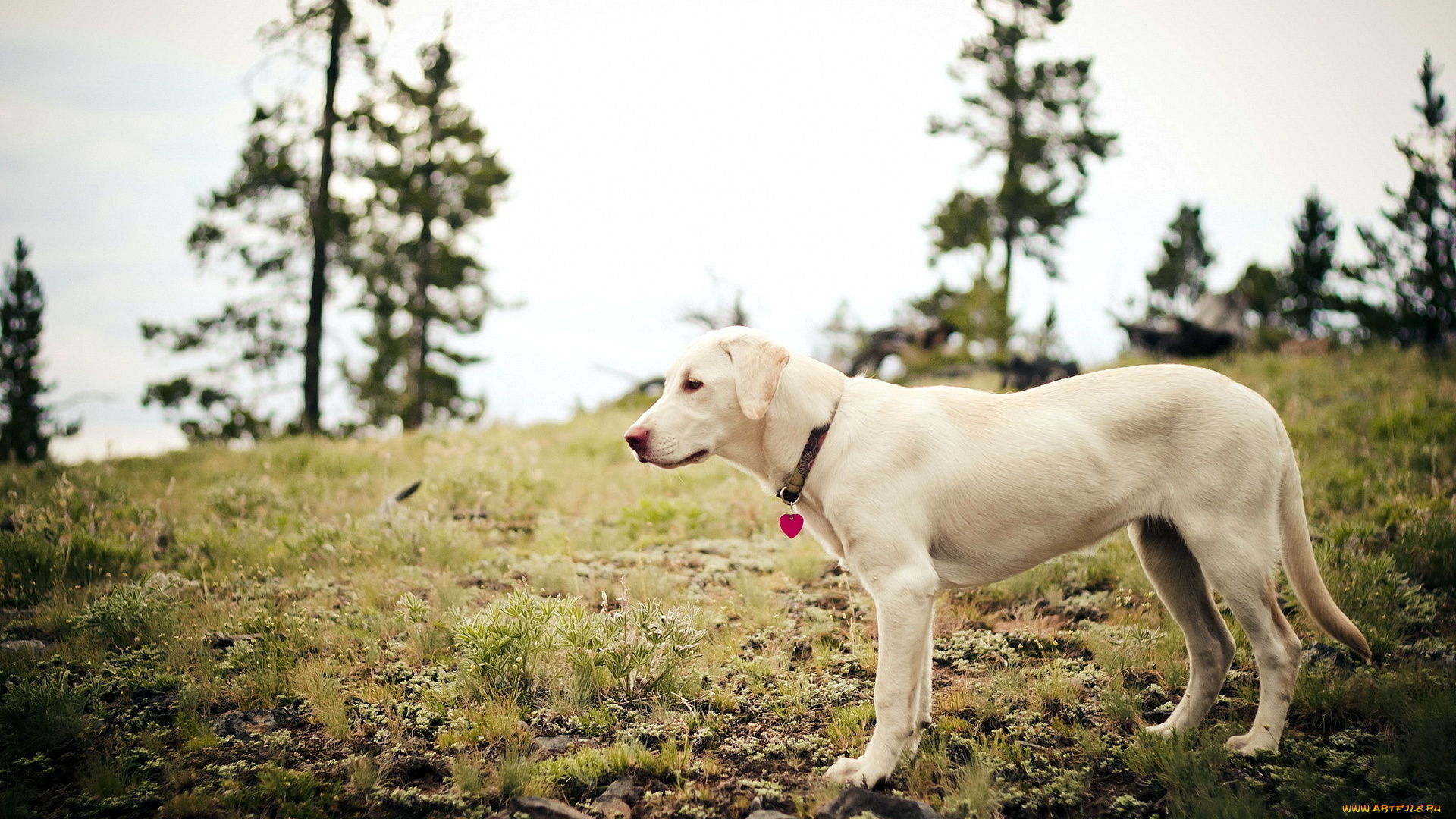 животные, собаки, собака, поле, лето