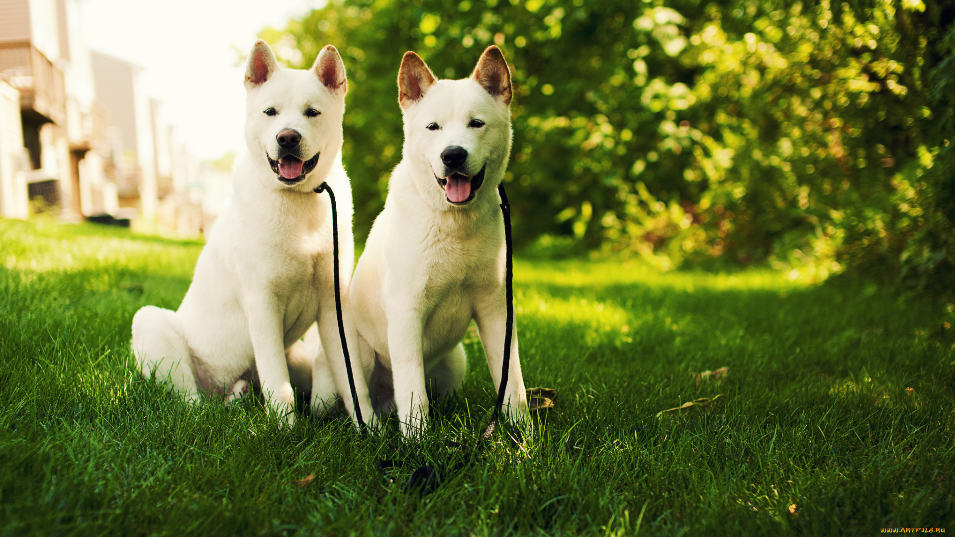 животные, собаки, трава, природа, щенки