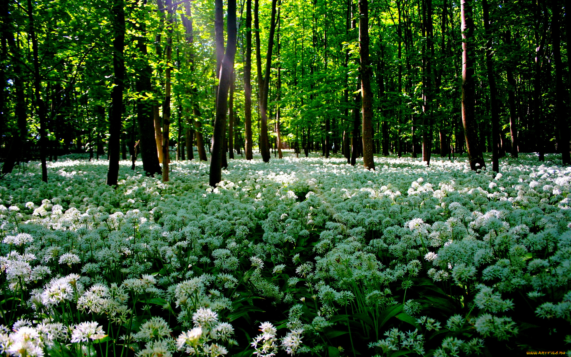 beauty, of, august, природа, лес, цветы, поляна