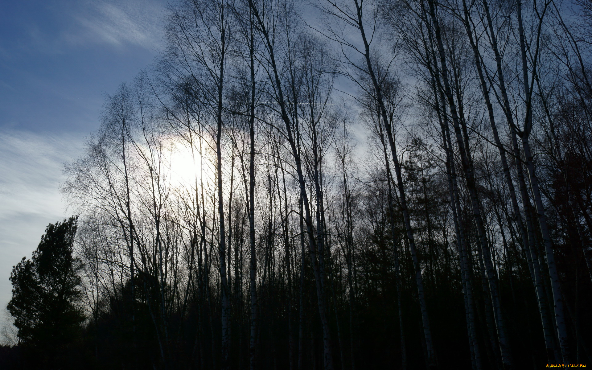 природа, деревья, вечер