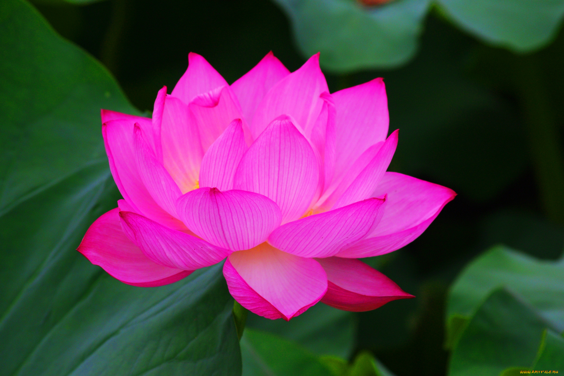 цветы, лотосы, лотос