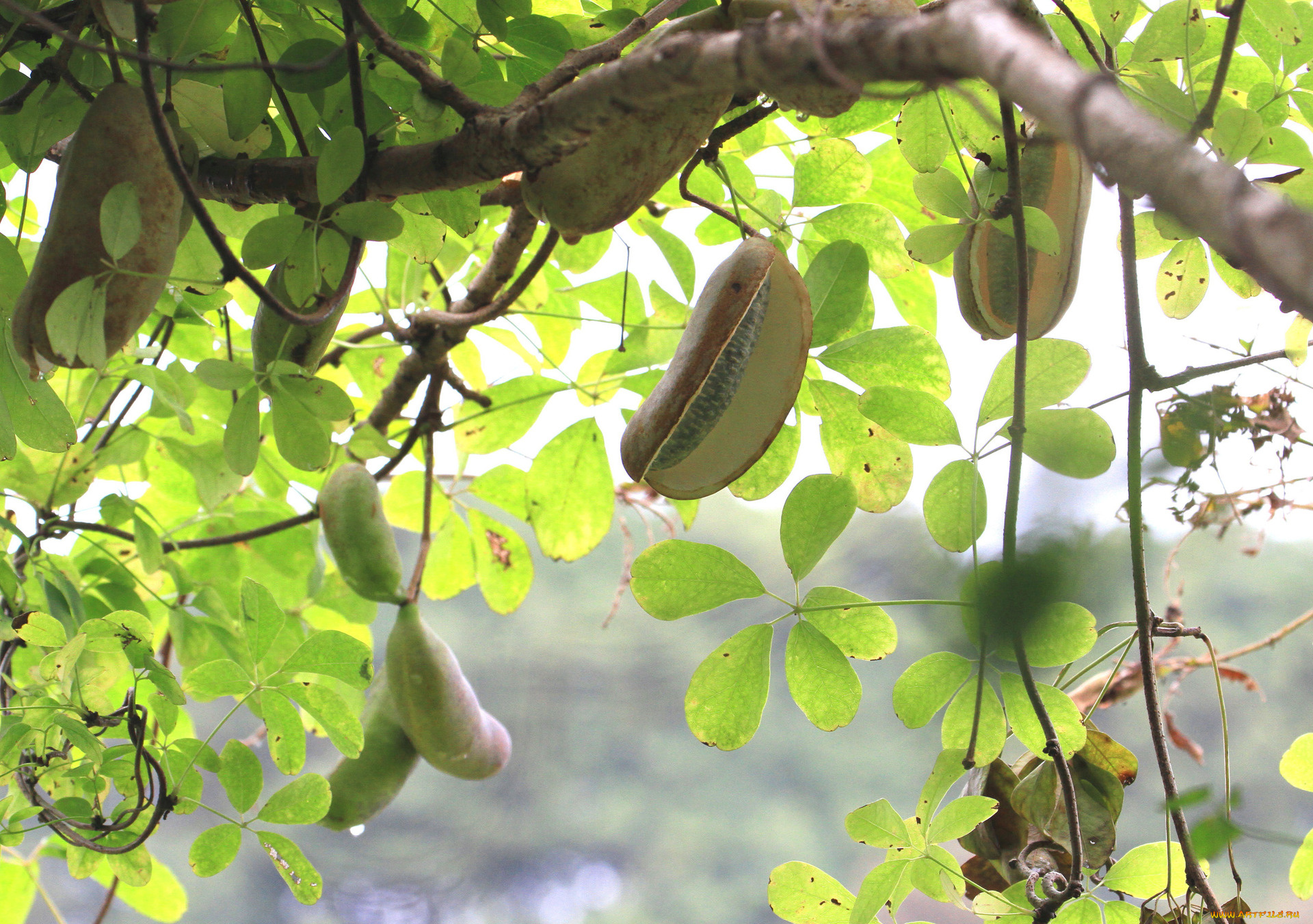 природа, плоды, ветка