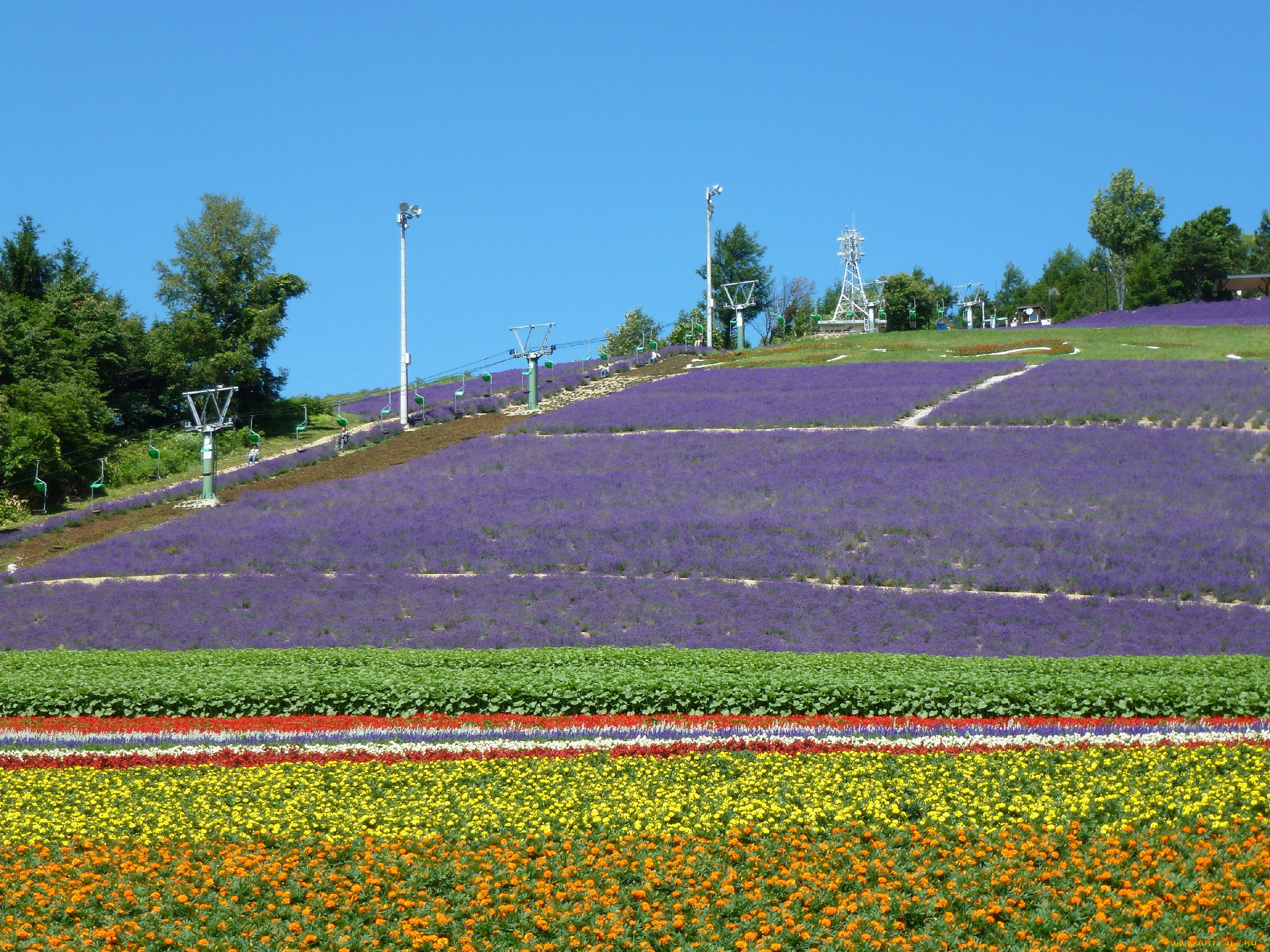природа, поля, цветы, поле