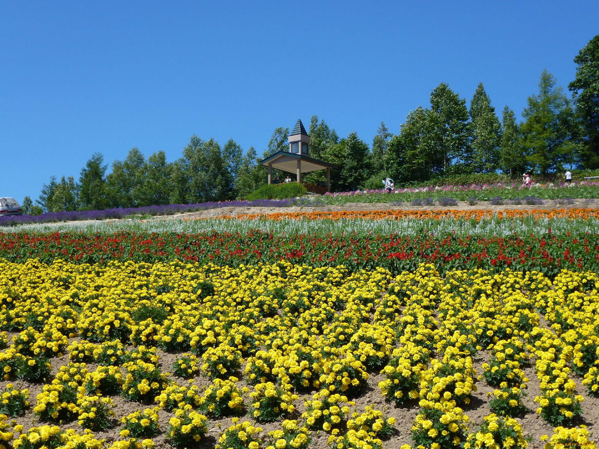 природа, поля, цветы, поле