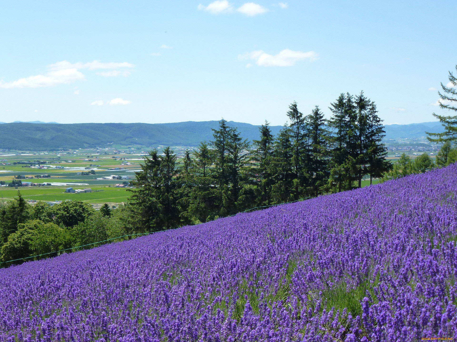 природа, поля, цветы, поле