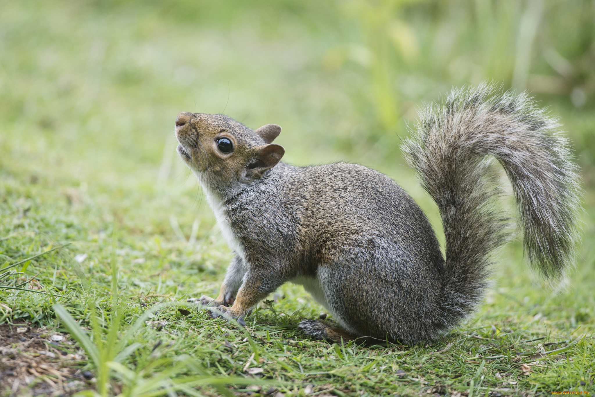 животные, белки, трава, фон, белка