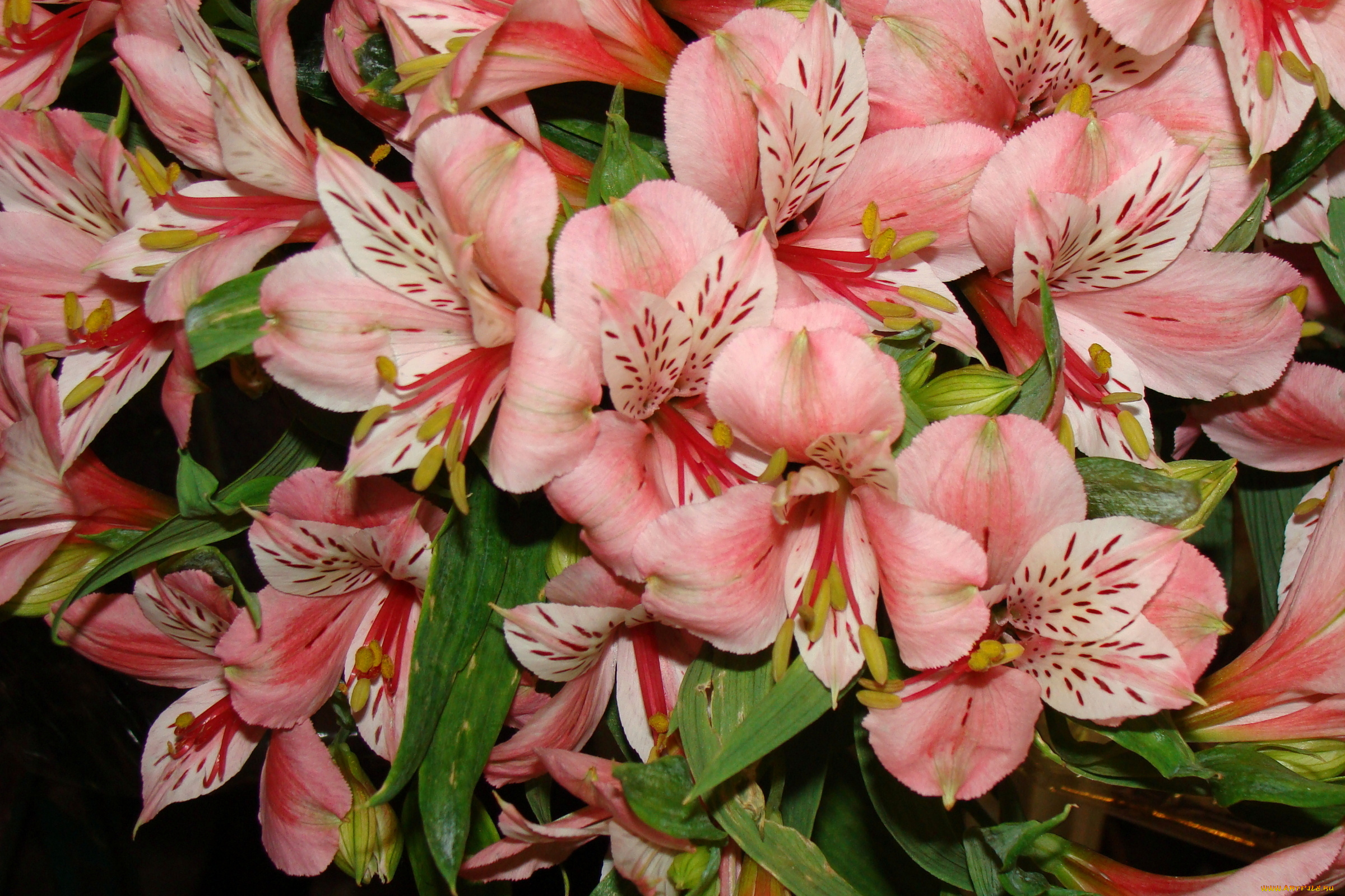 цветы, альстромерия, розовый