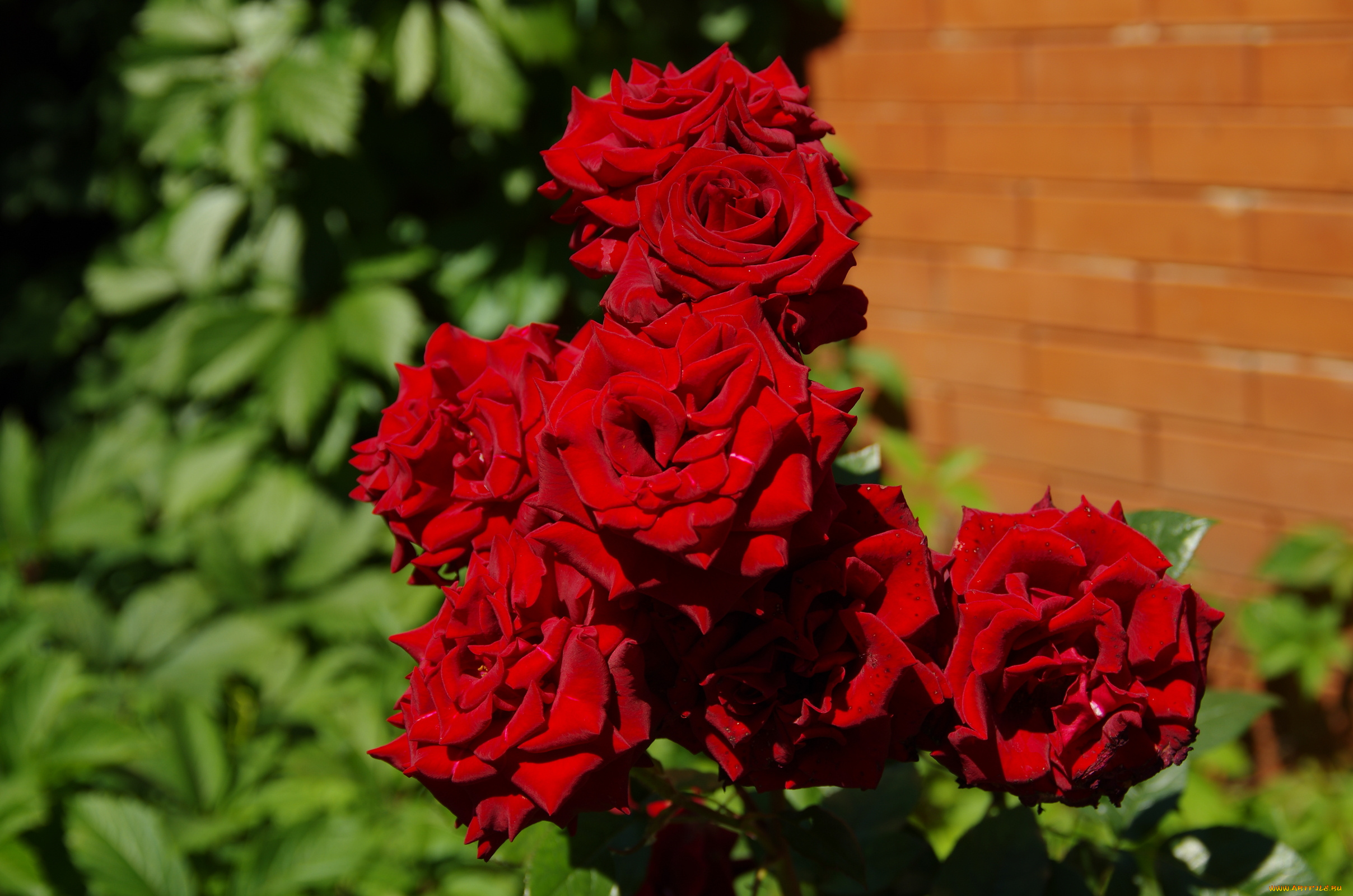 цветы, розы, красный