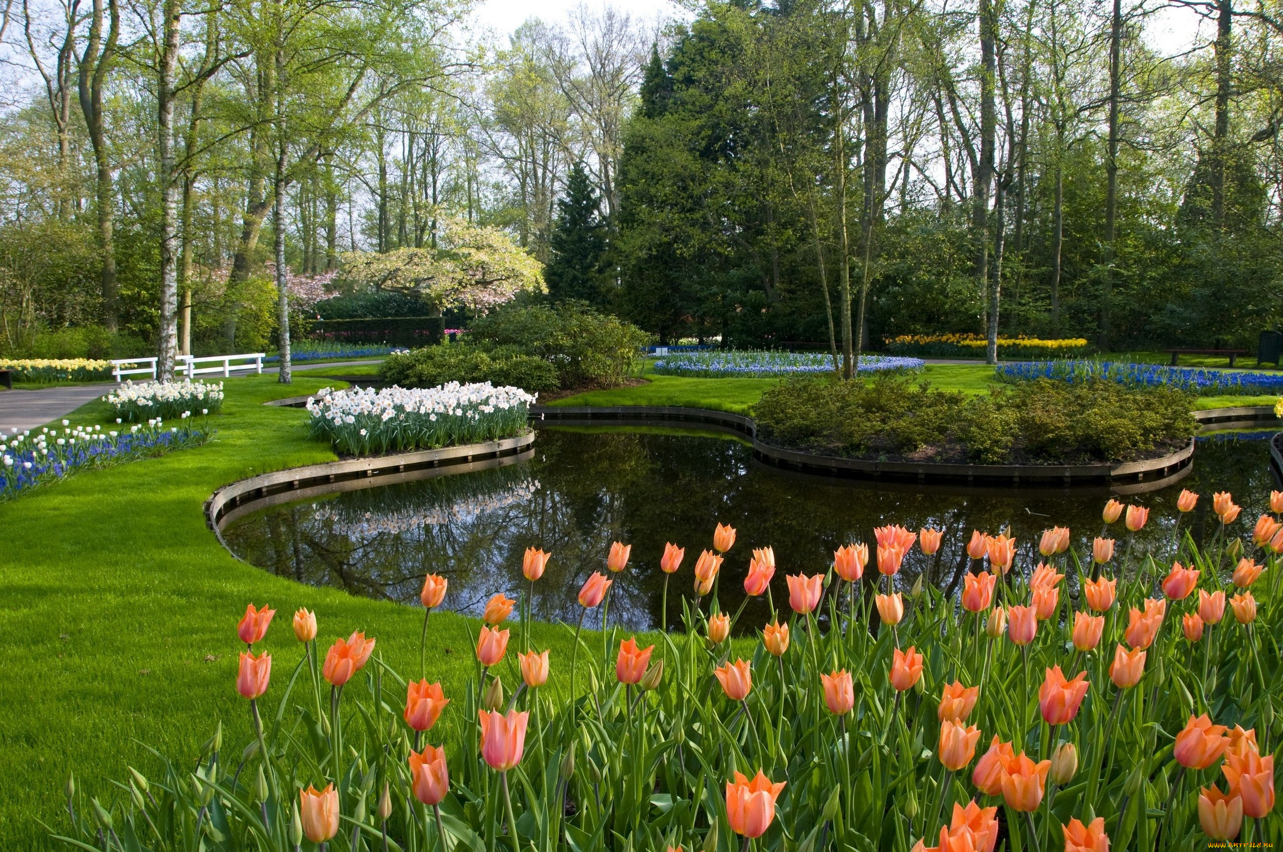 природа, парк, национальный, keukenhof, lisse, netherlands