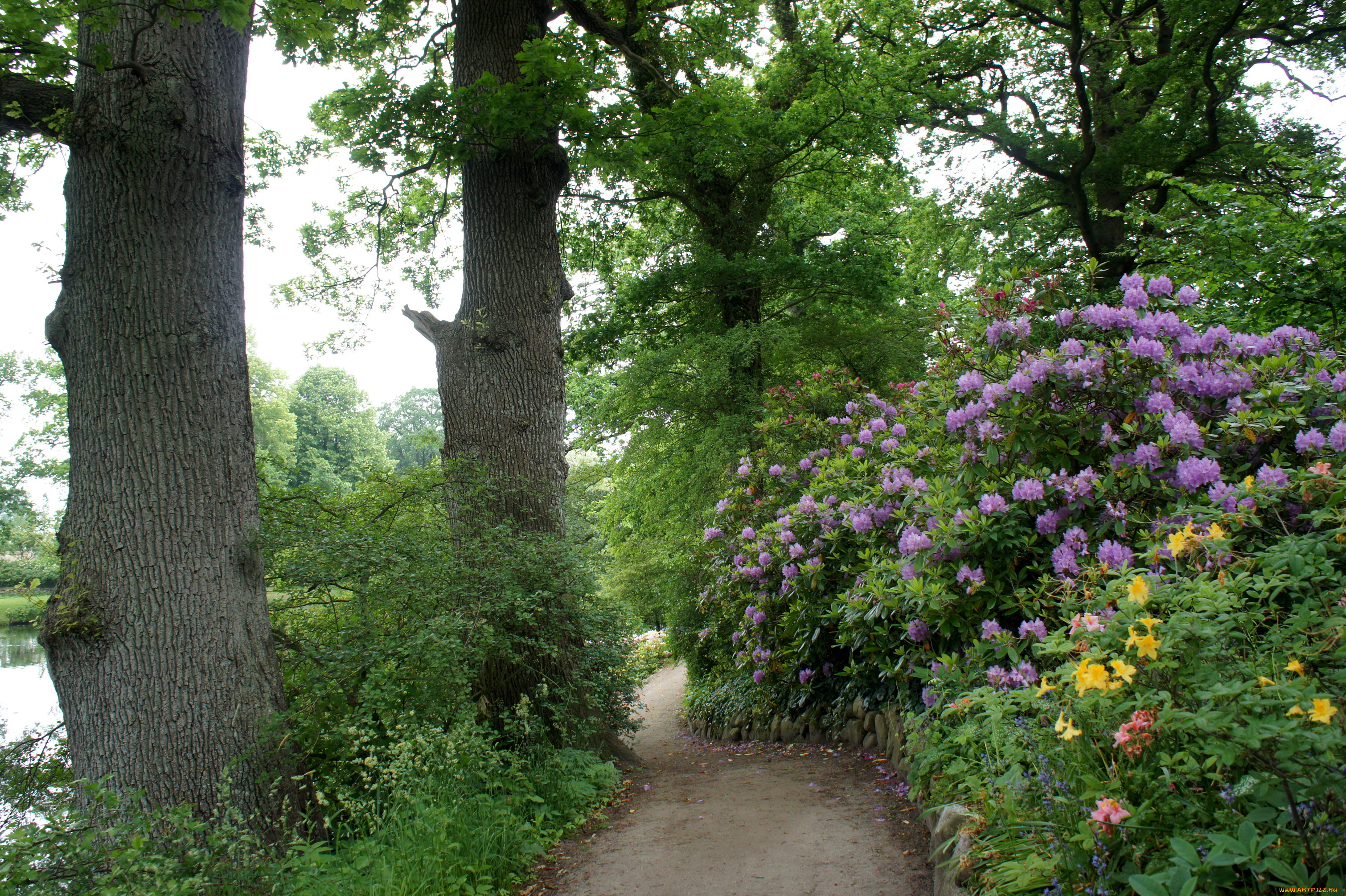 дания, grаsten, природа, парк, дорожка, родендроны