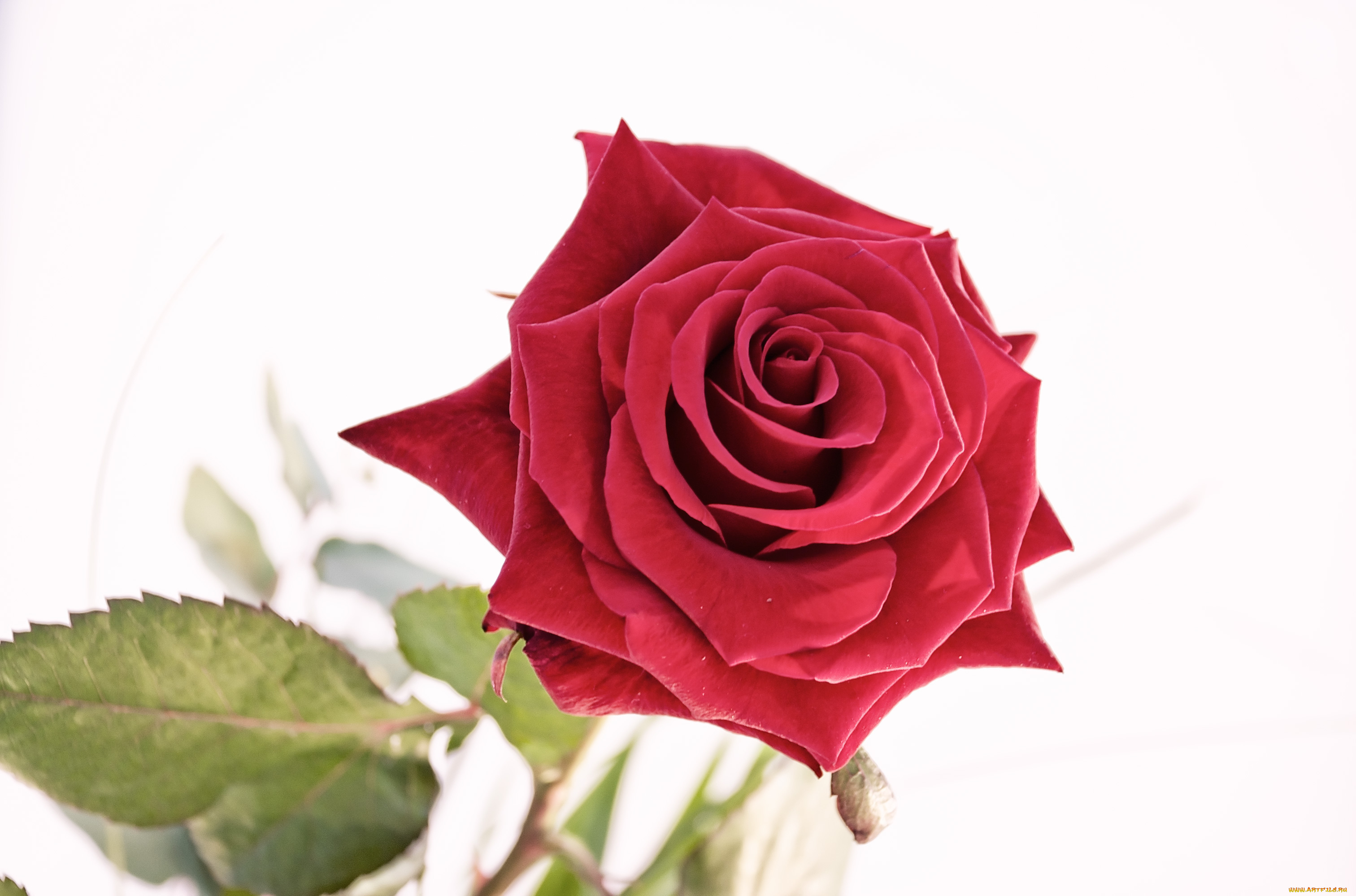 цветы, розы, роза