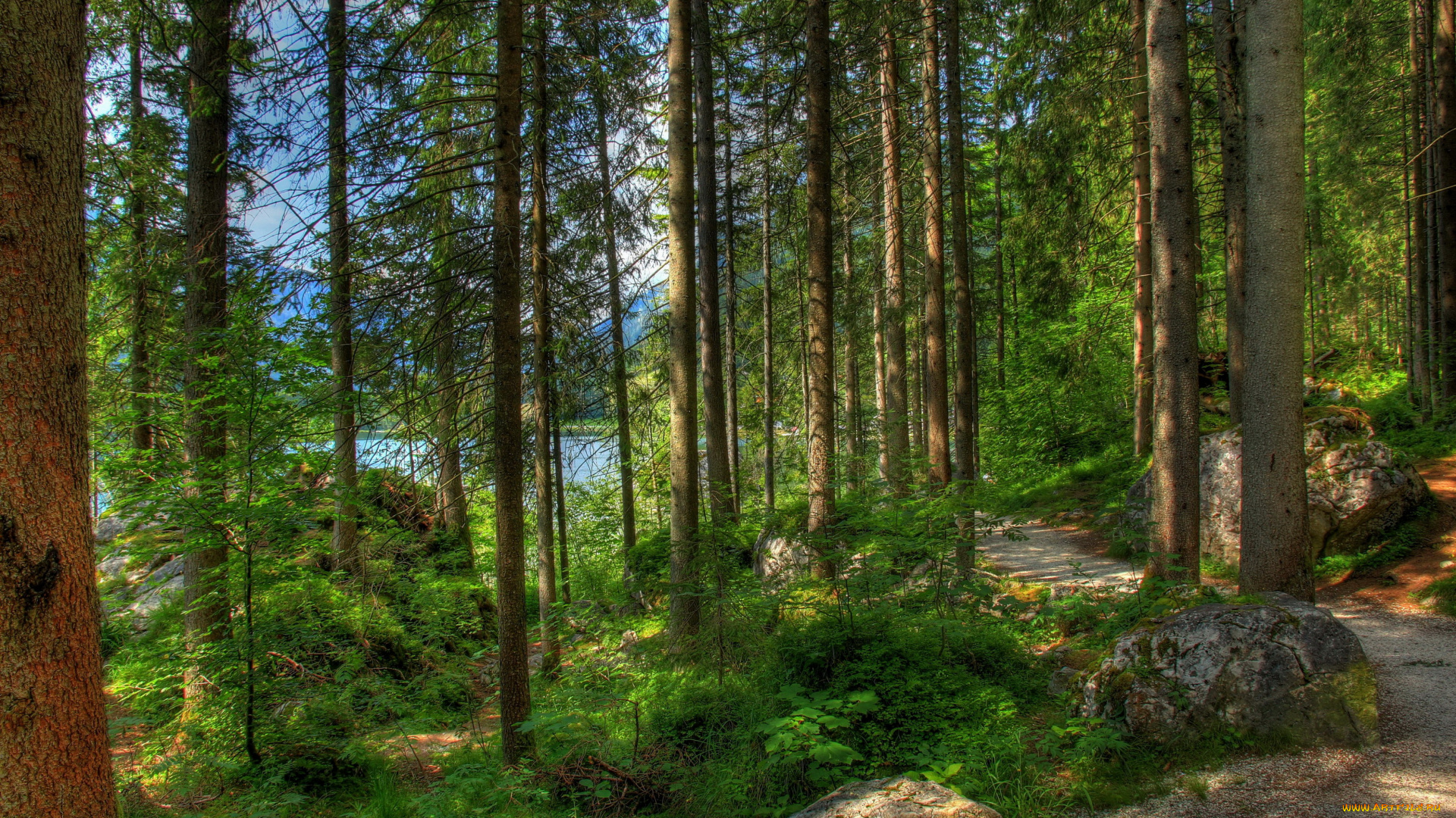 германия, бавария, рамзау, природа, лес