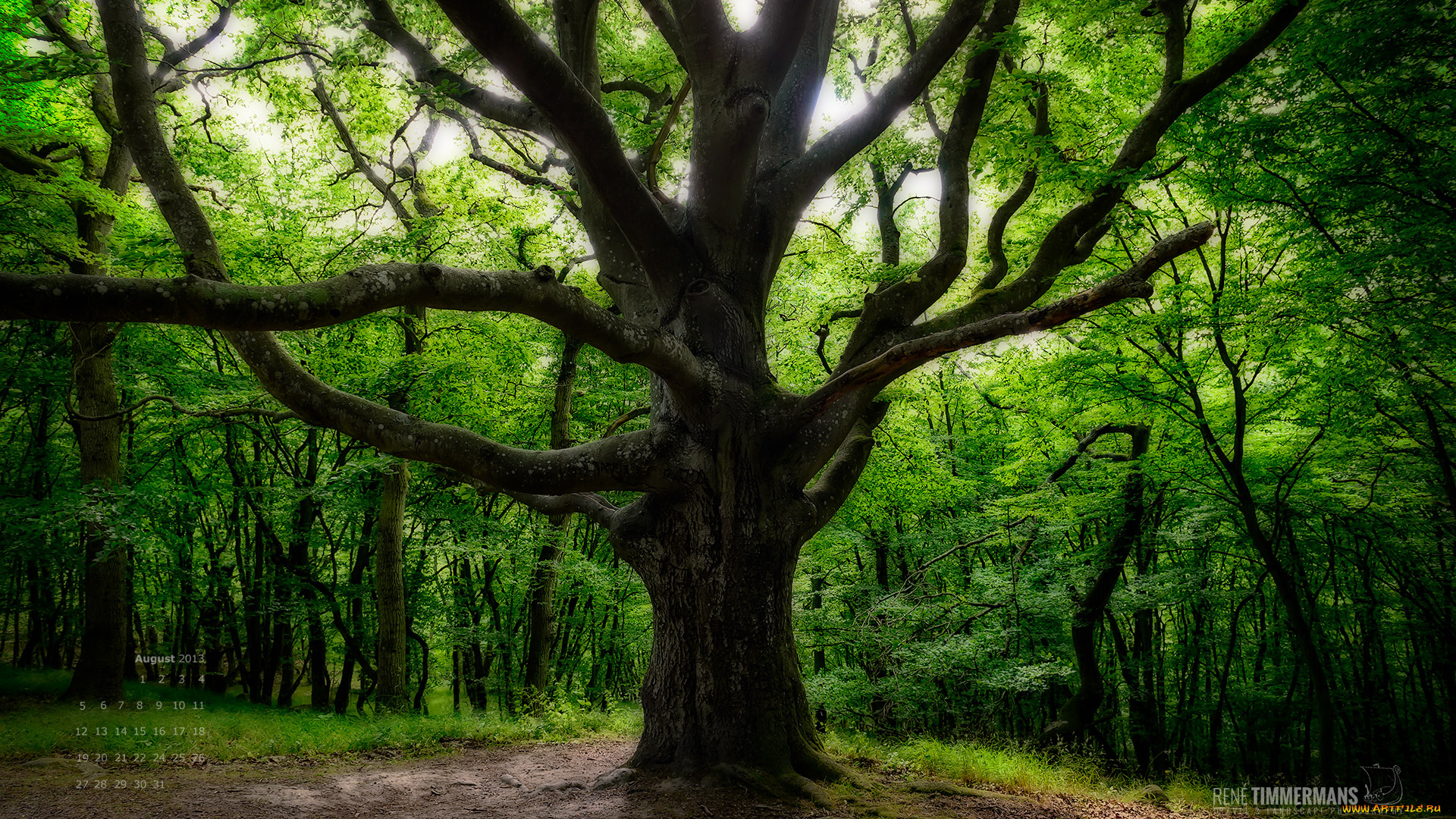 календари, природа, дерево, крона