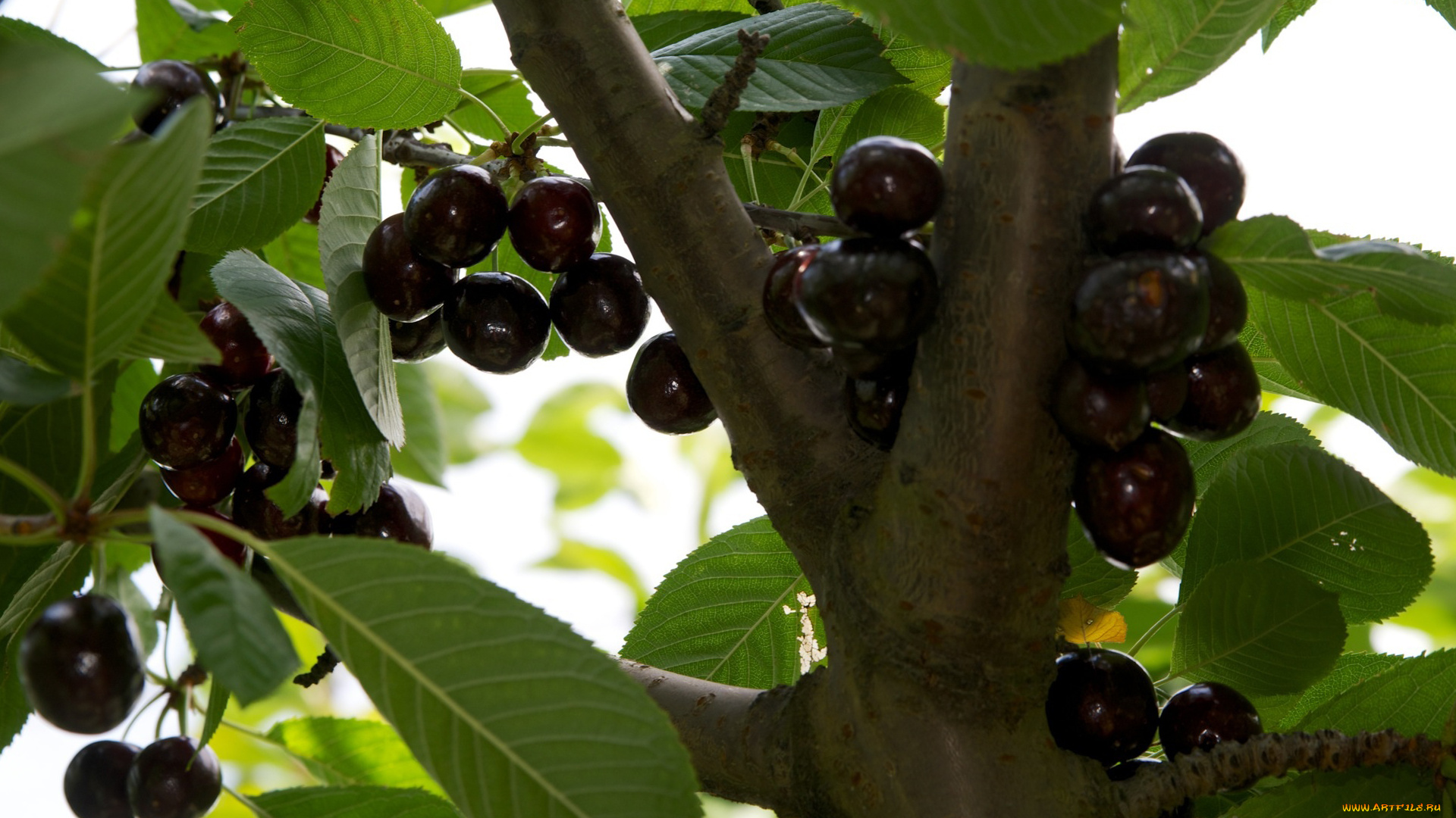 природа, Ягоды, ветка, листья, черешня