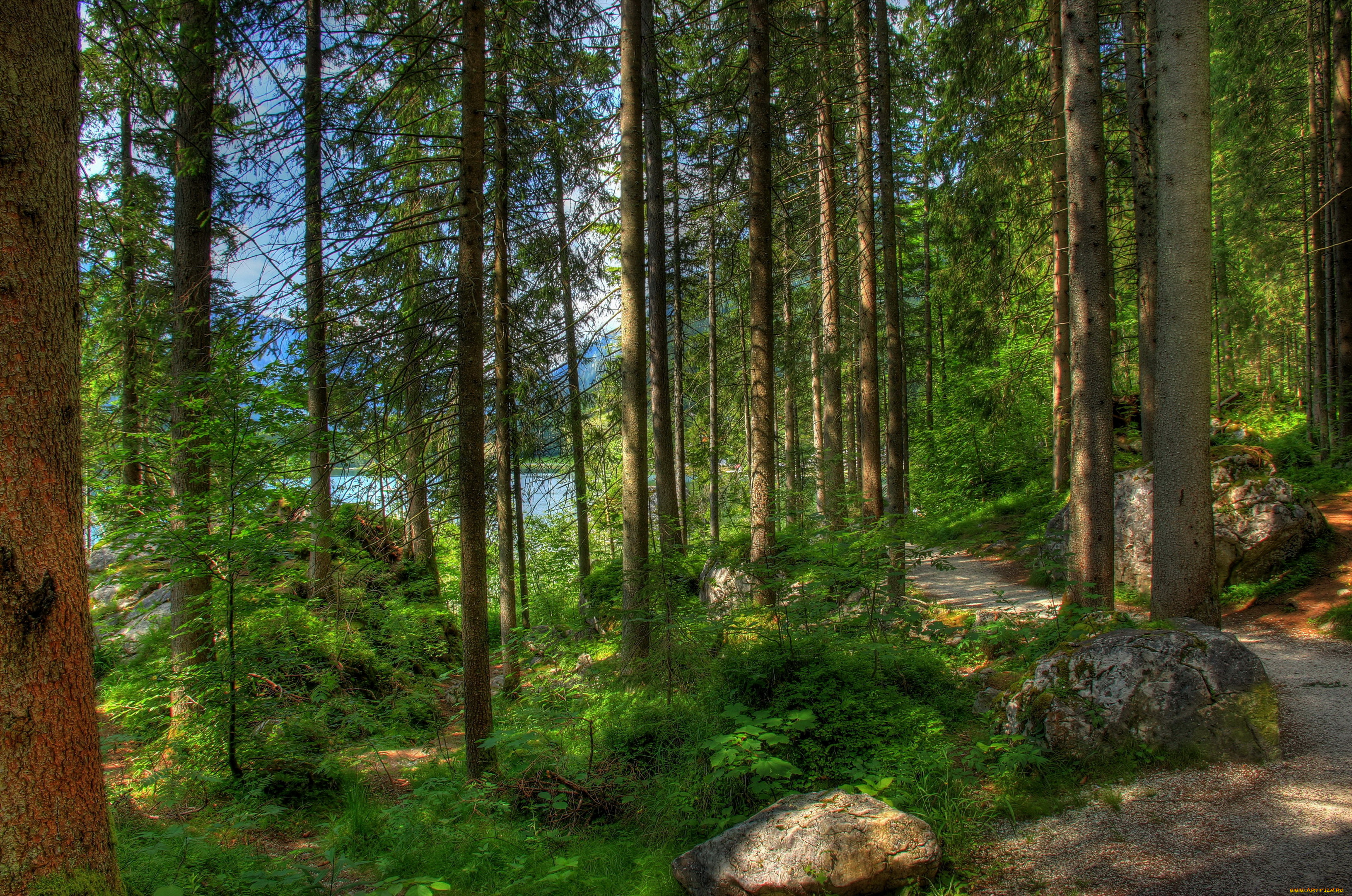 германия, бавария, рамзау, природа, лес